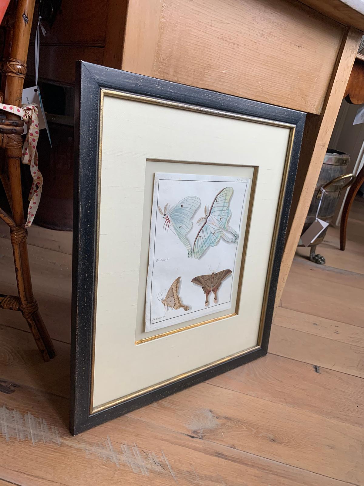 19th Century Engraving of Two Butterfly Species in Custom Frame In Good Condition In Atlanta, GA