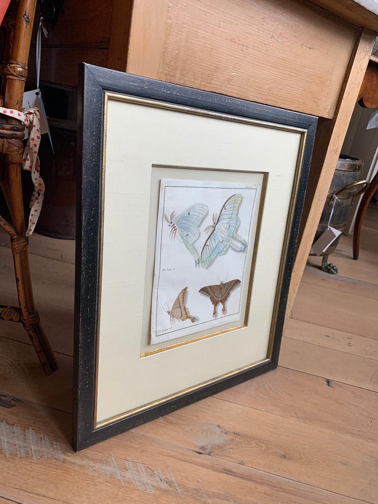 19th Century Engraving of Two Butterfly Species in Custom Frame In Good Condition For Sale In Atlanta, GA