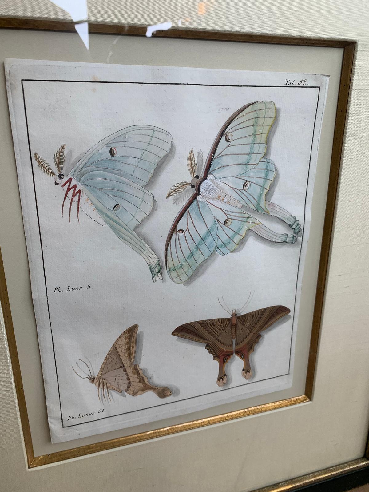 Wood 19th Century Engraving of Two Butterfly Species in Custom Frame