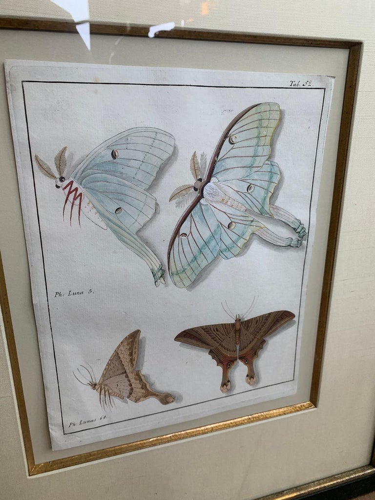 Wood 19th Century Engraving of Two Butterfly Species in Custom Frame For Sale