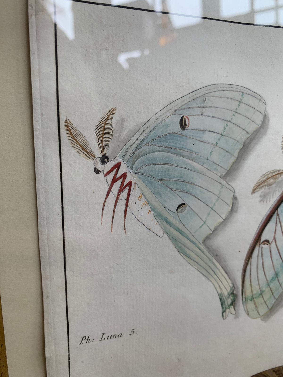 19th Century Engraving of Two Butterfly Species in Custom Frame 1