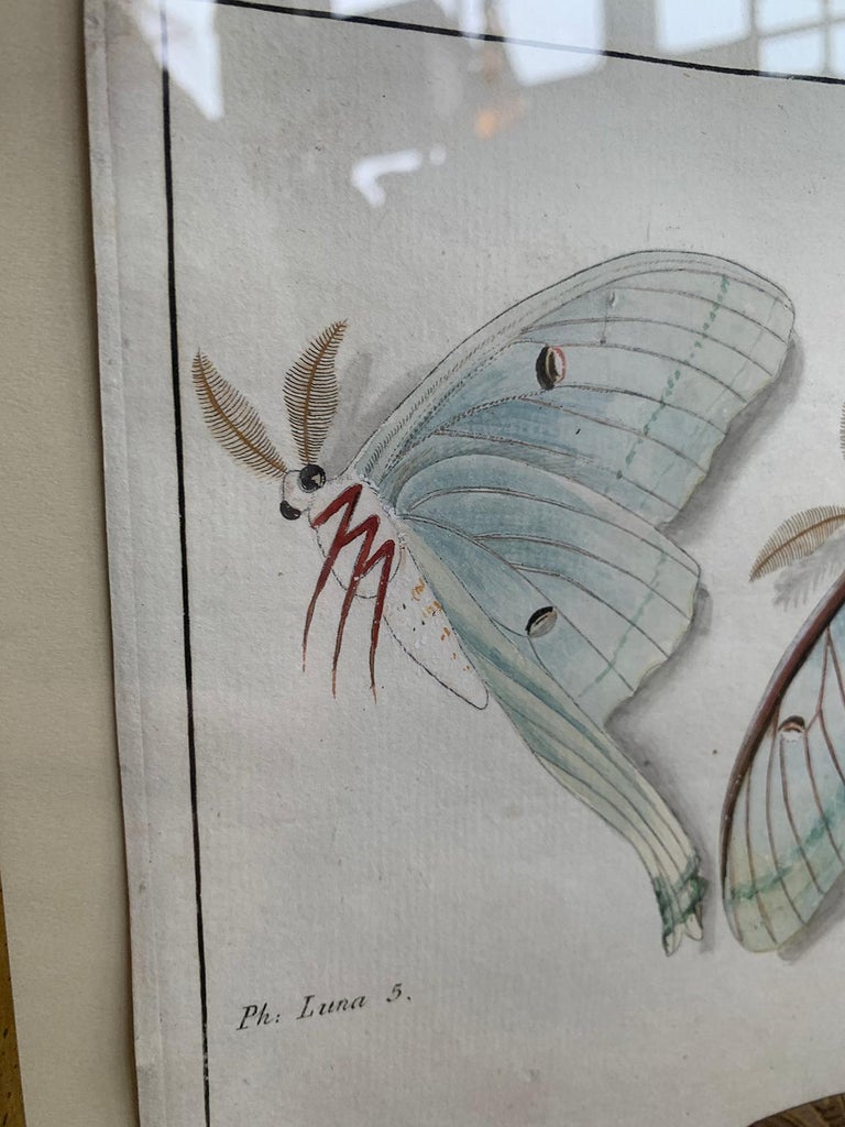 19th Century Engraving of Two Butterfly Species in Custom Frame For Sale 1