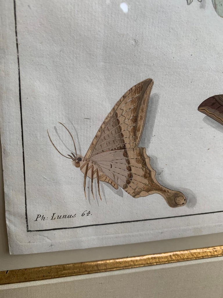19th Century Engraving of Two Butterfly Species in Custom Frame For Sale 3