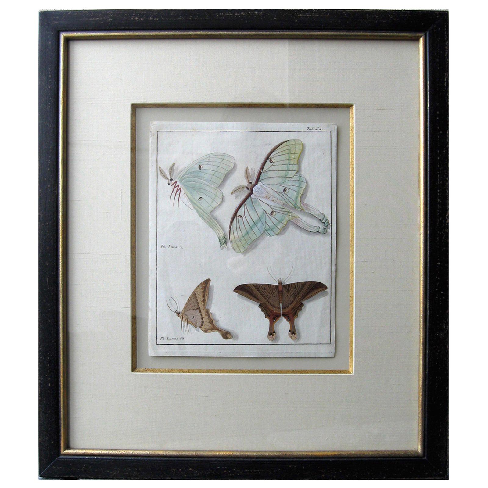 19th Century Engraving of Two Butterfly Species in Custom Frame