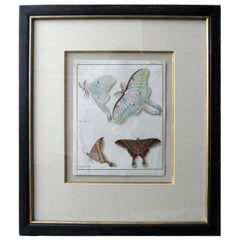 19th Century Engraving of Two Butterfly Species in Custom Frame