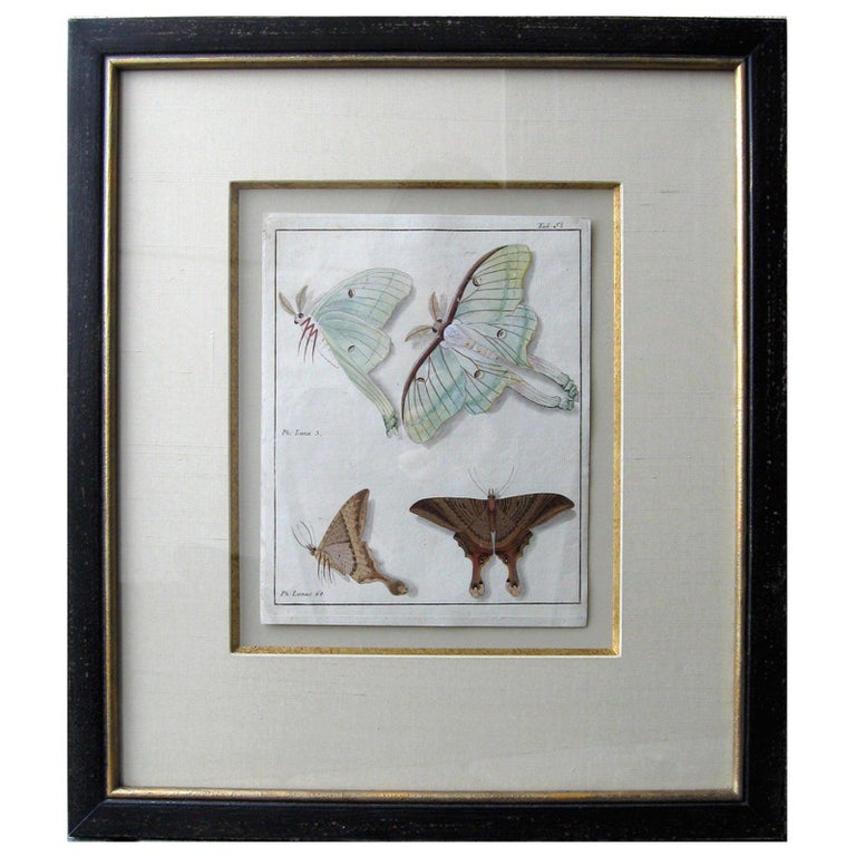 19th Century Engraving of Two Butterfly Species in Custom Frame For Sale