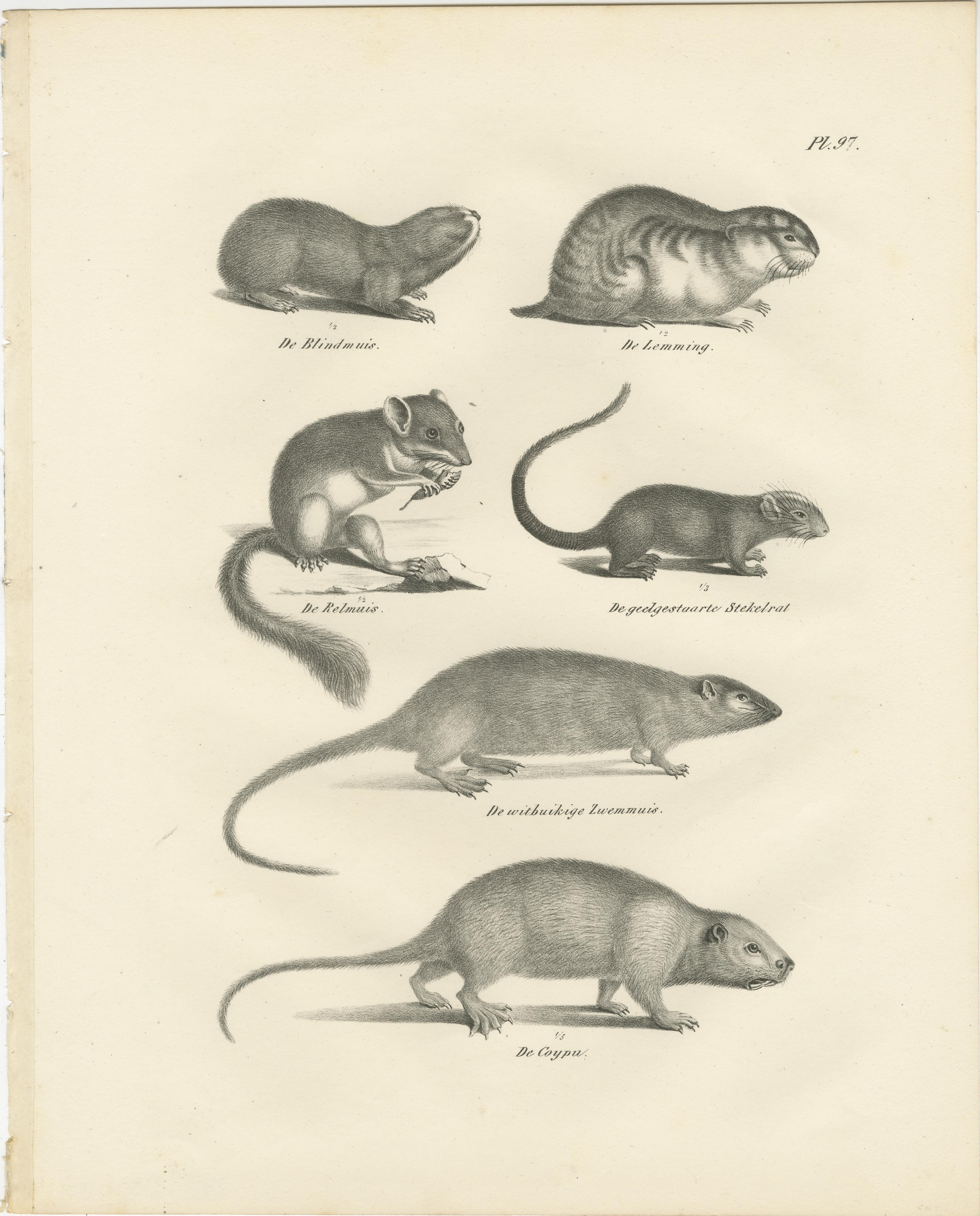 Title: Exquisite 19th-Century Engravings of Rodents and Small Mammals by Dutch Naturalists  

Description:  
This finely detailed engraving originates from a 19th-century zoological work, likely part of a broader scientific atlas produced by Dutch