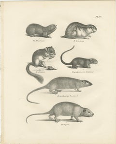 19th-Century Engravings of Rodents and Small Mammals by Dutch Naturalists