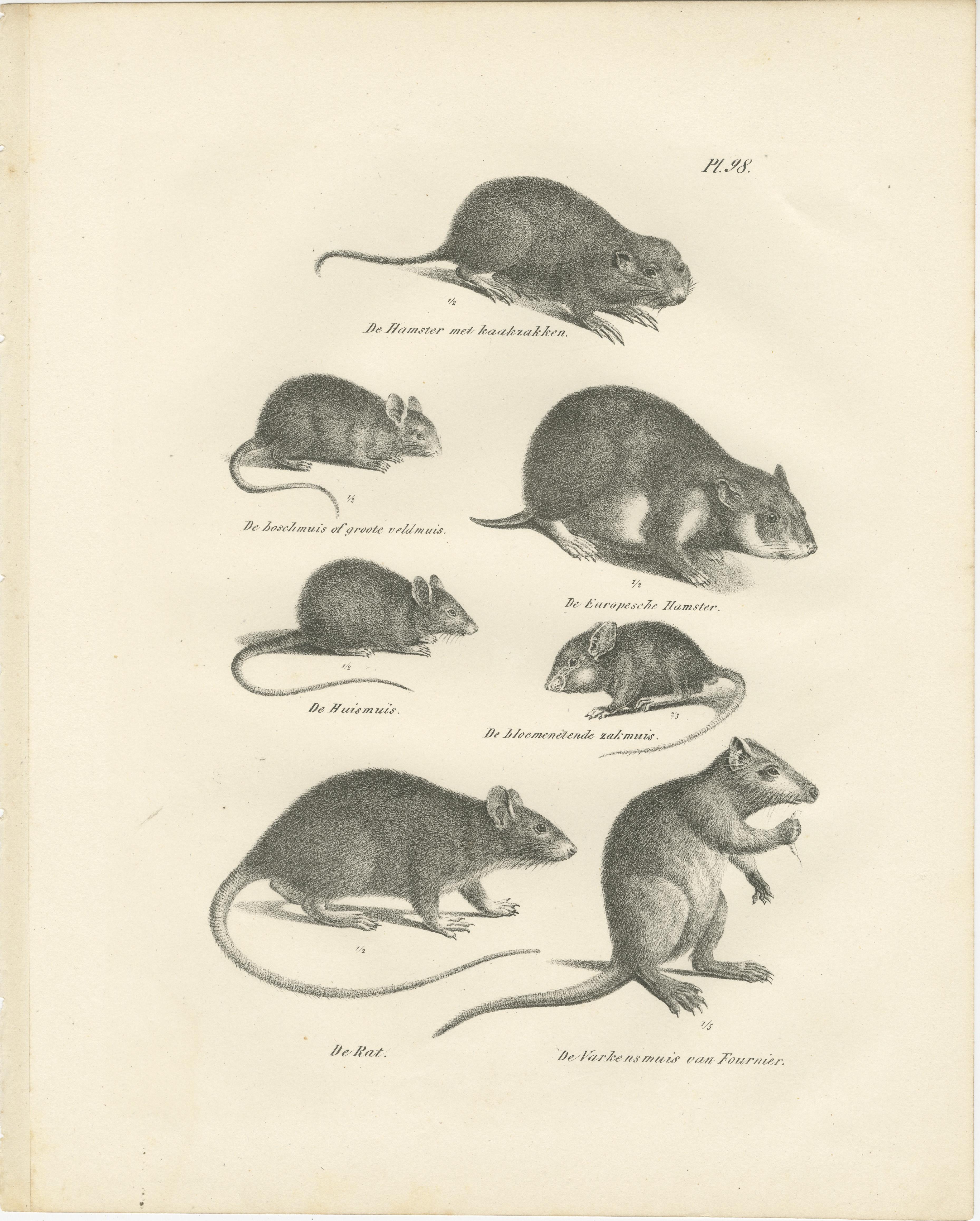 Engraved 19th-Century Engravings of Rodents and Small Mammals by Dutch Naturalists For Sale