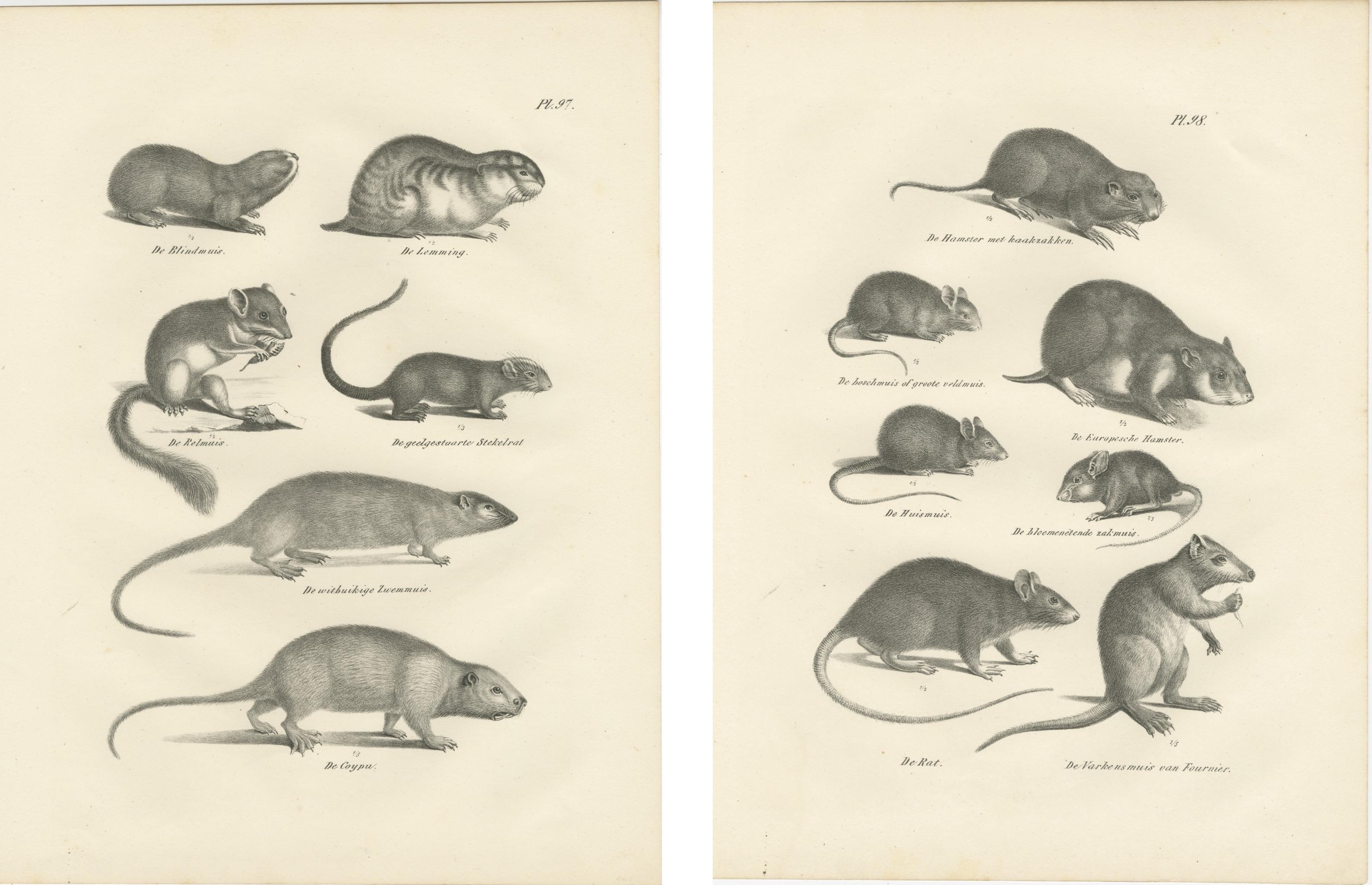 19th-Century Engravings of Rodents and Small Mammals by Dutch Naturalists In Good Condition For Sale In Langweer, NL