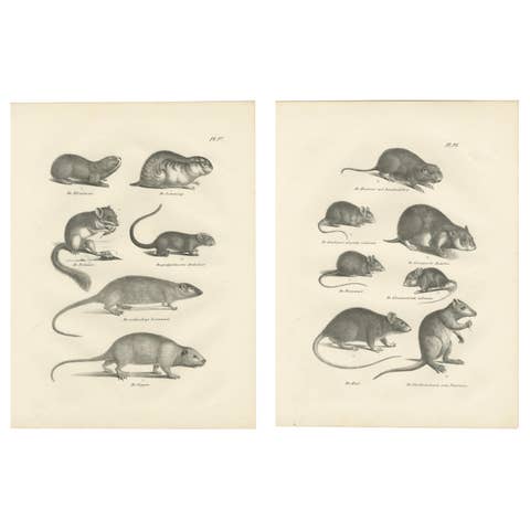19th-Century Engravings of Rodents and Small Mammals by Dutch Naturalists