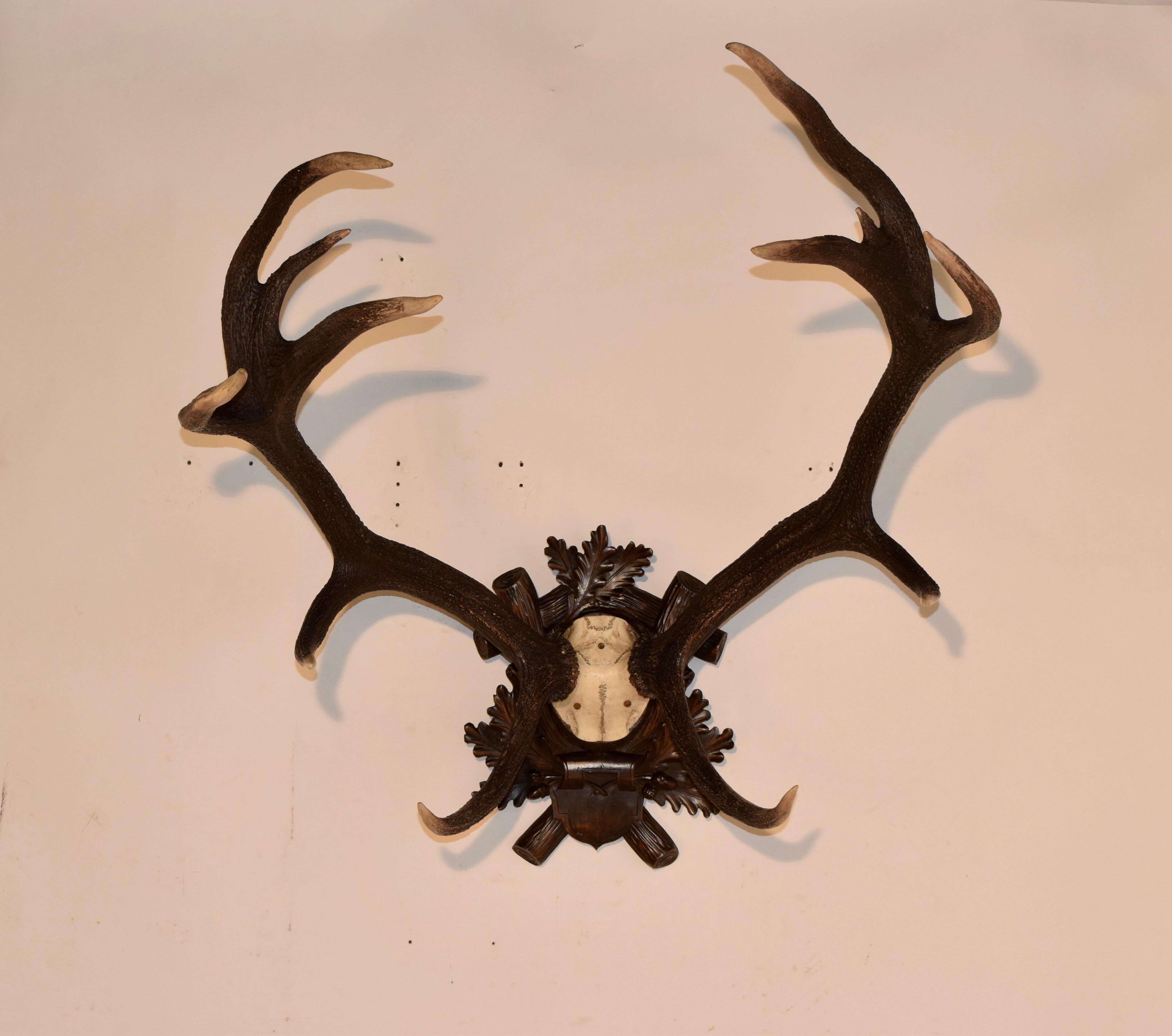 19th century set of atypical red stag antlers with 12 points mounted on a hand carved Black Forest plaque.