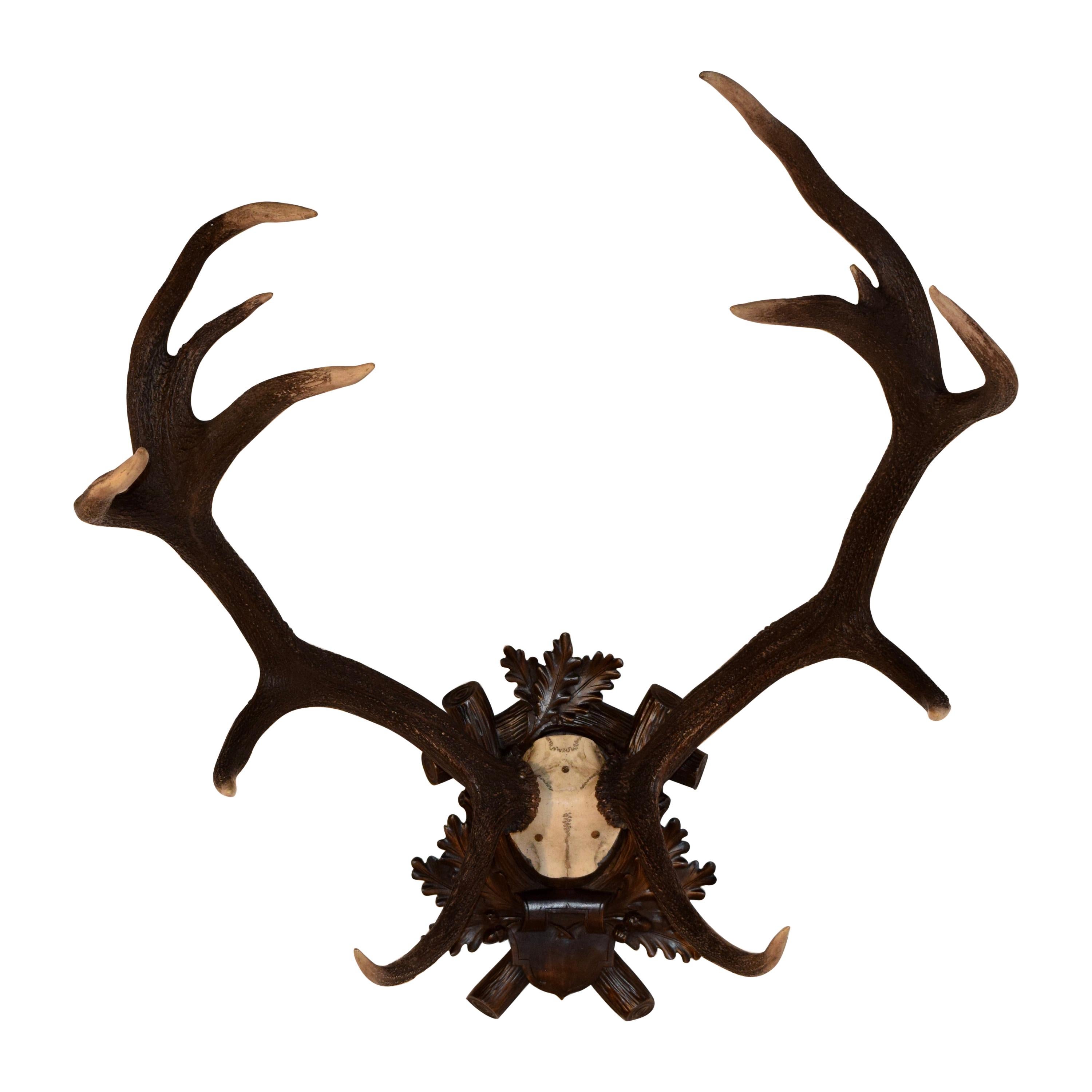 19th Century European Antlers on Plaque