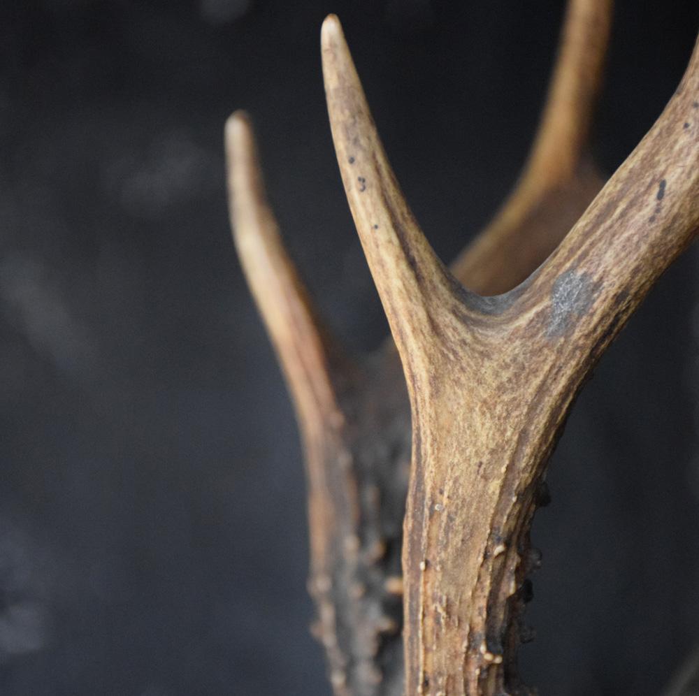 Austrian 19th Century European Carved Wood Deer’s Trophy Head