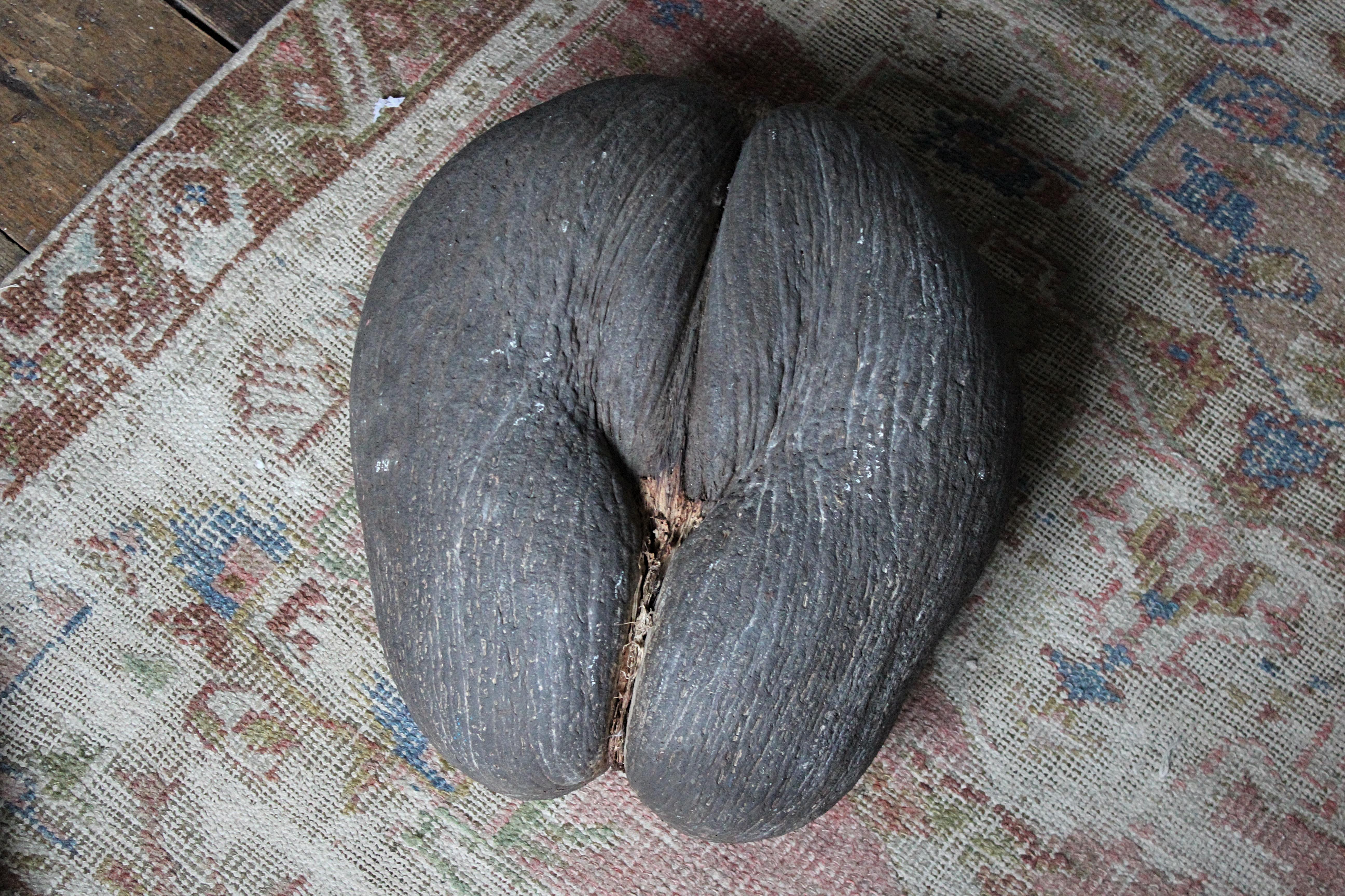 19th Century Extra Large Coco De Mer Tropical Sea Nut, Lodoicea Maldivica In Good Condition In Lowestoft, GB