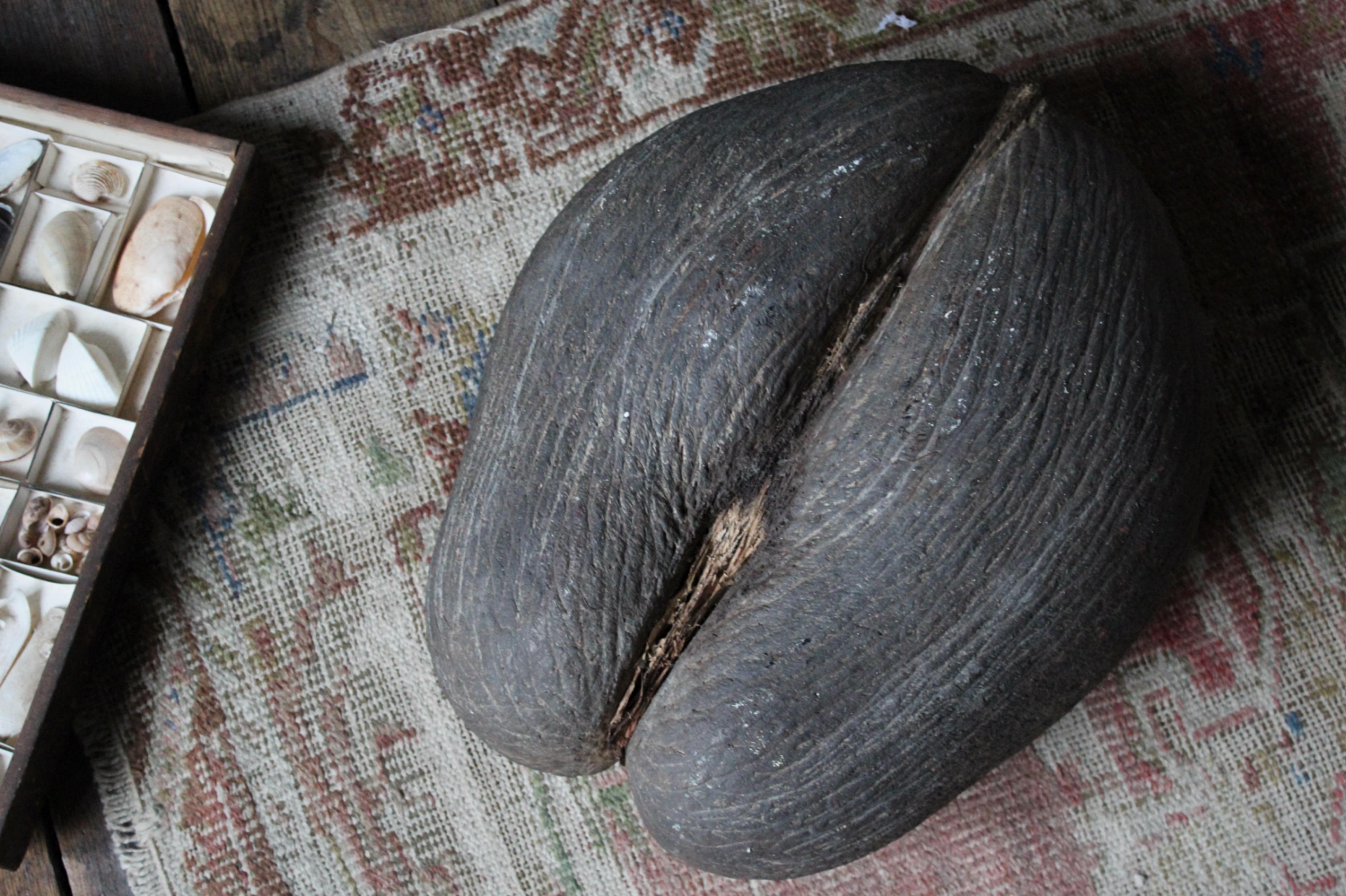 19th Century Extra Large Coco De Mer Tropical Sea Nut, Lodoicea Maldivica 3
