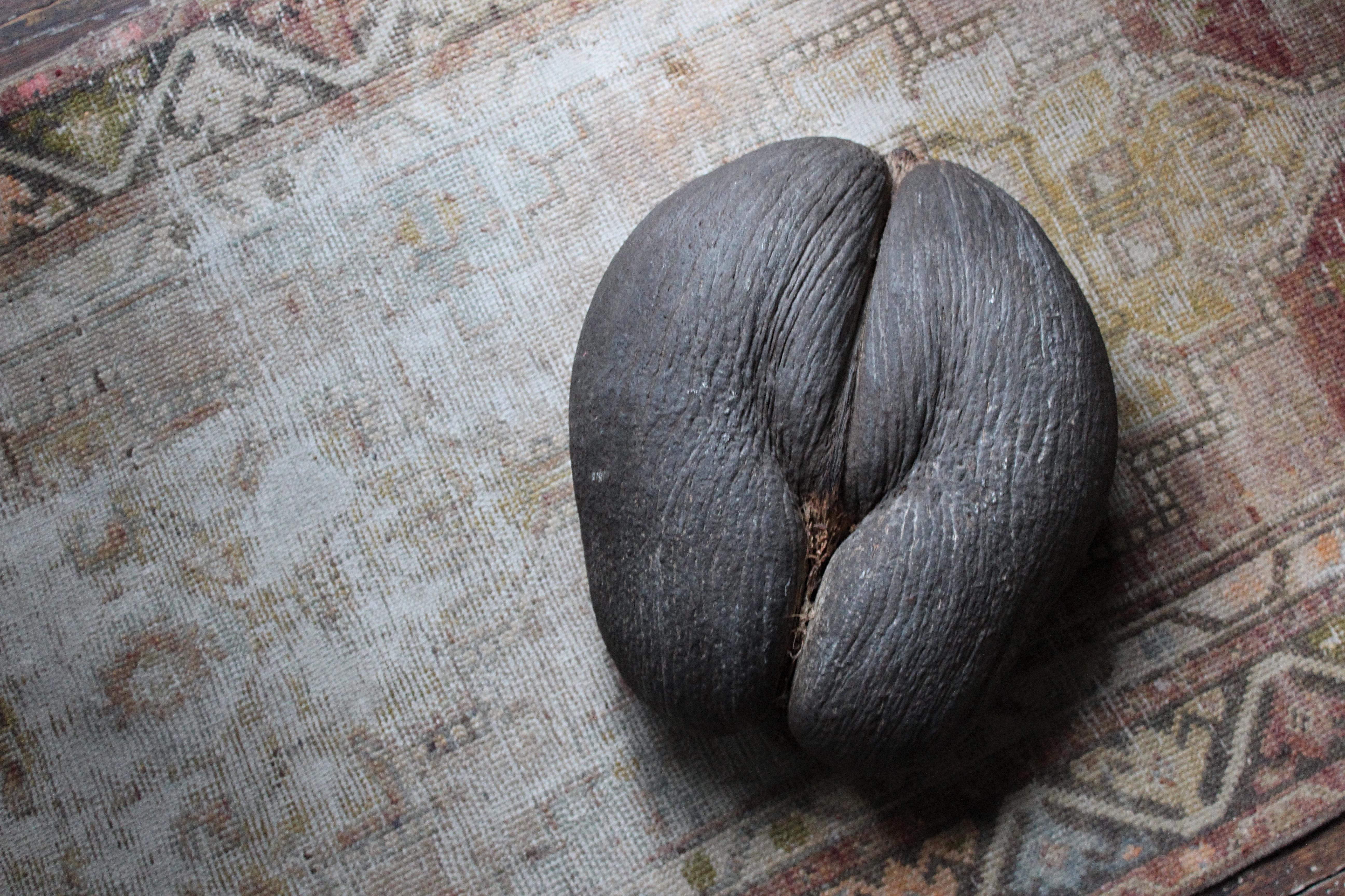 19th Century Extra Large Coco De Mer Tropical Sea Nut, Lodoicea Maldivica 4