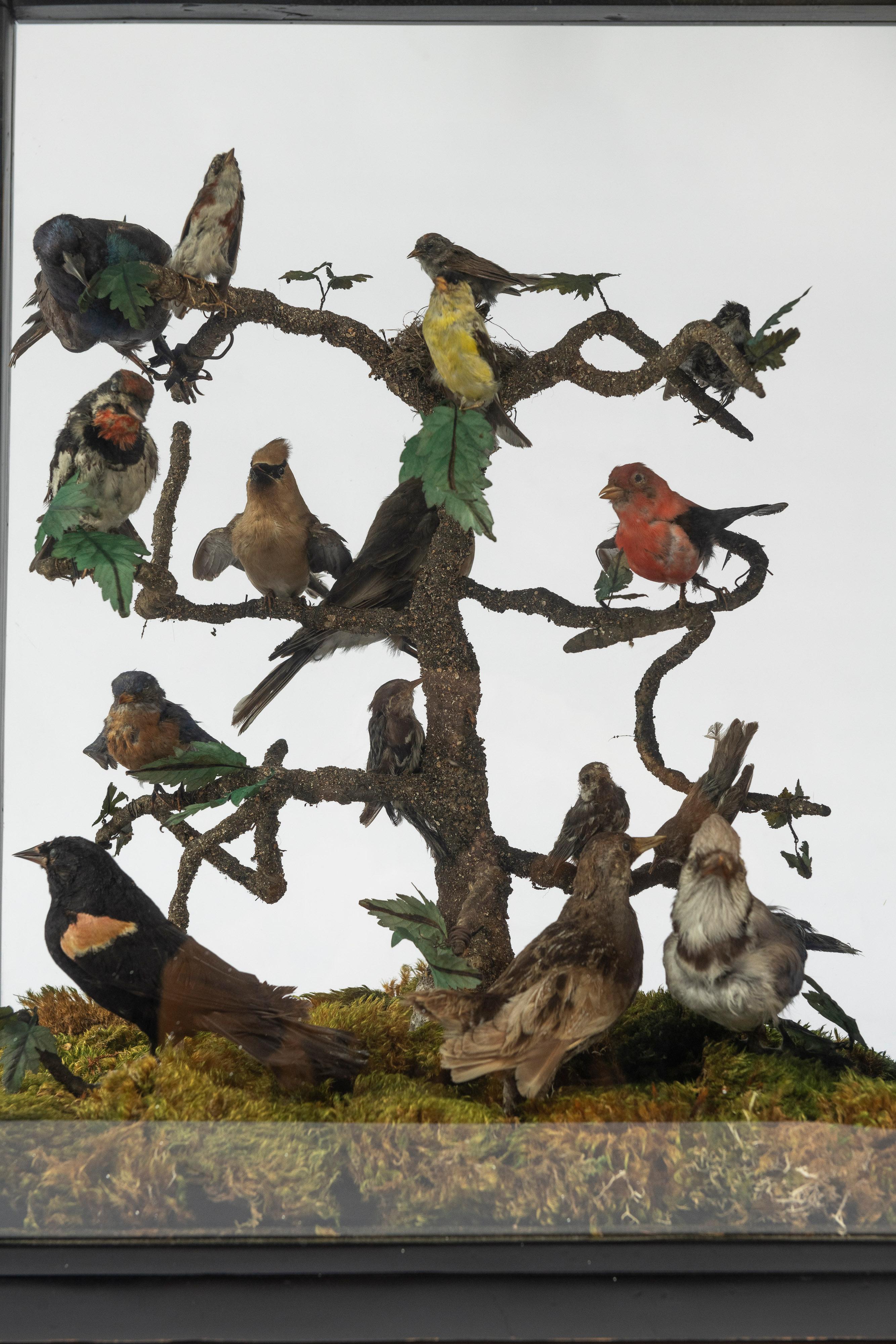 19th Century Five Sided Taxidermy Glass Showcase of Sixteen Exquisite Birds en vente 3
