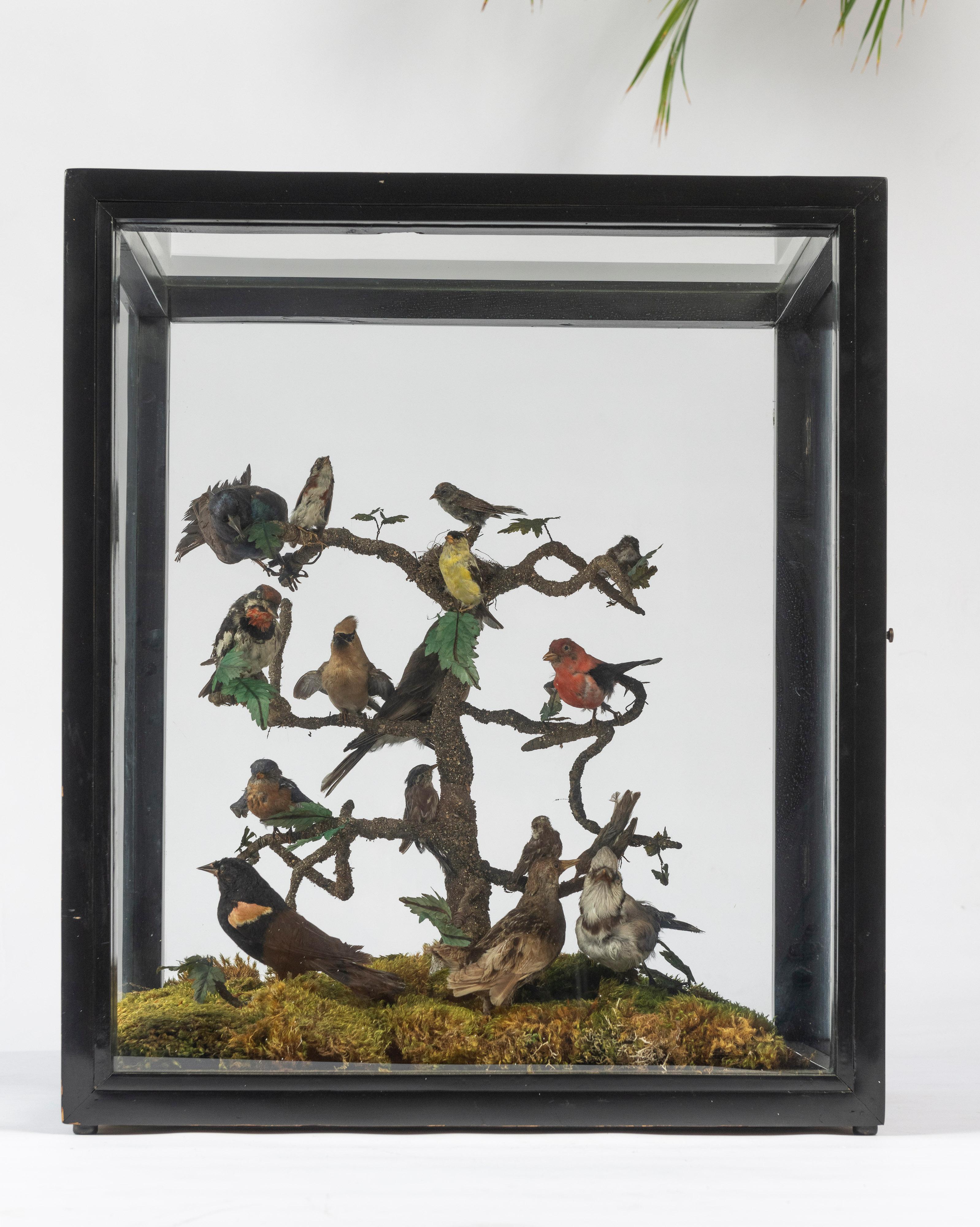 19th Century Five Sided Taxidermy Glass Showcase of Sixteen Exquisite Birds For Sale 6