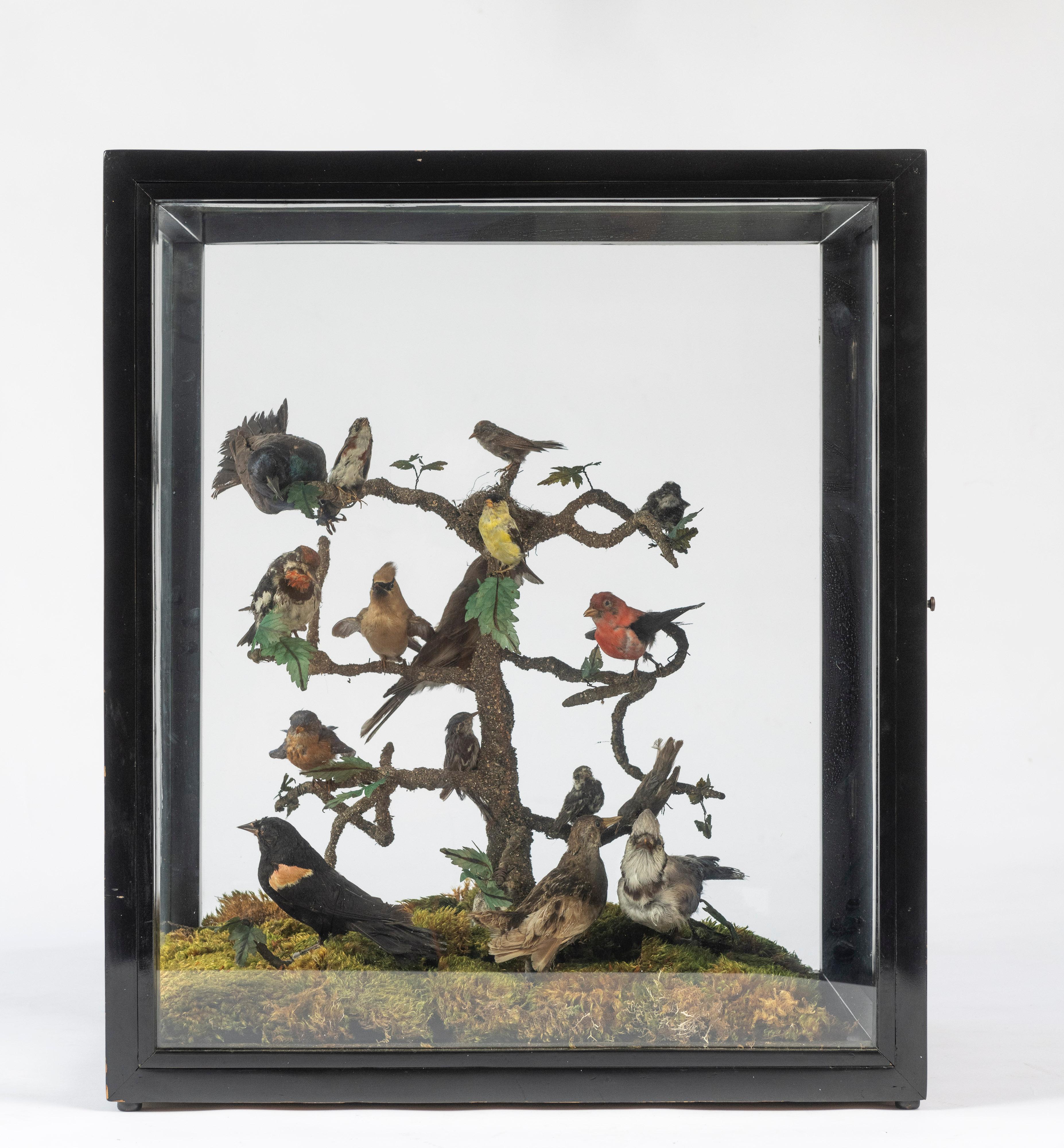 19th Century Five Sided Taxidermy Glass Showcase of Sixteen Exquisite Birds For Sale 7