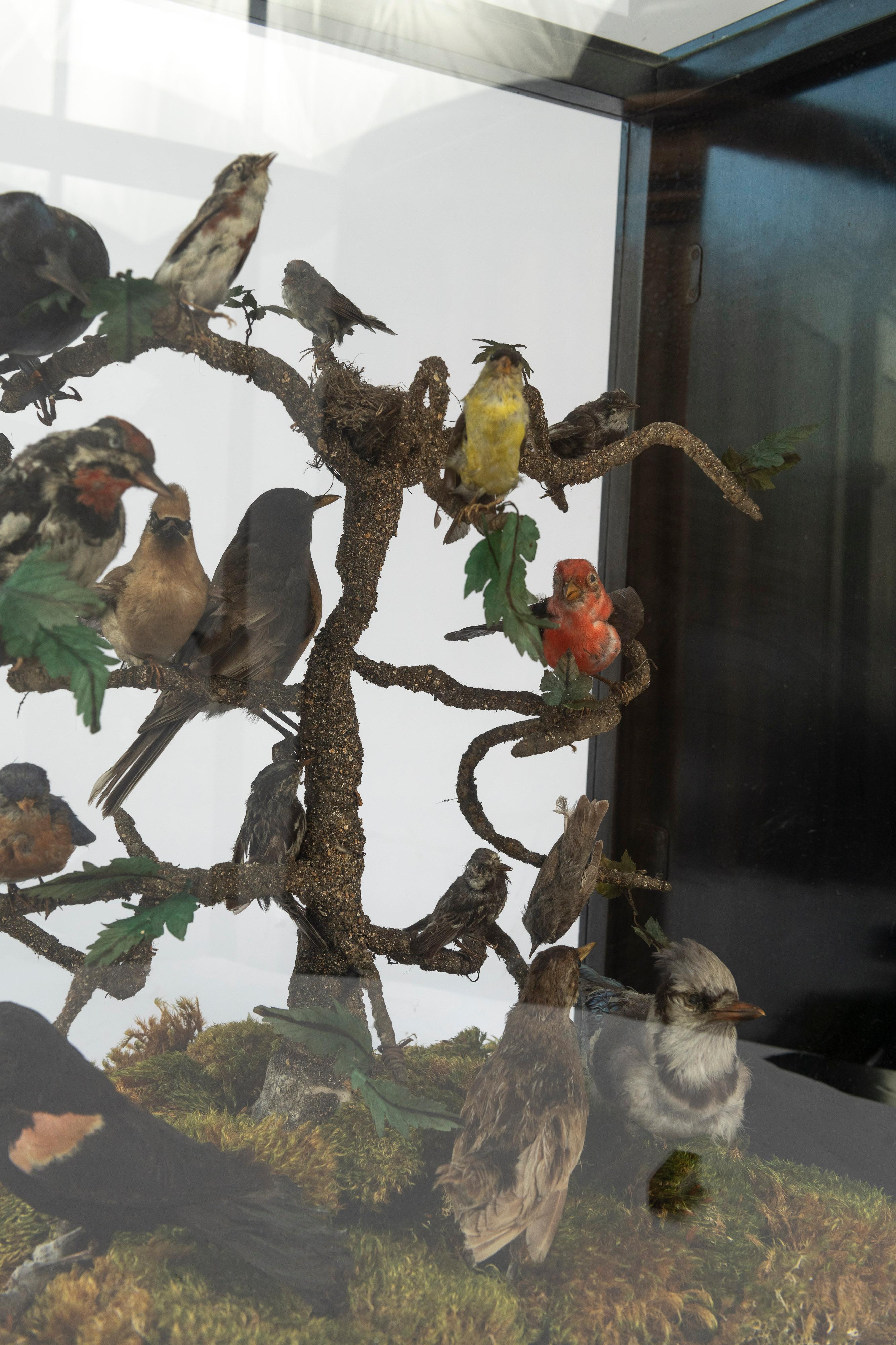 19th Century Five Sided Taxidermy Glass Showcase of Sixteen Exquisite Birds en vente 6