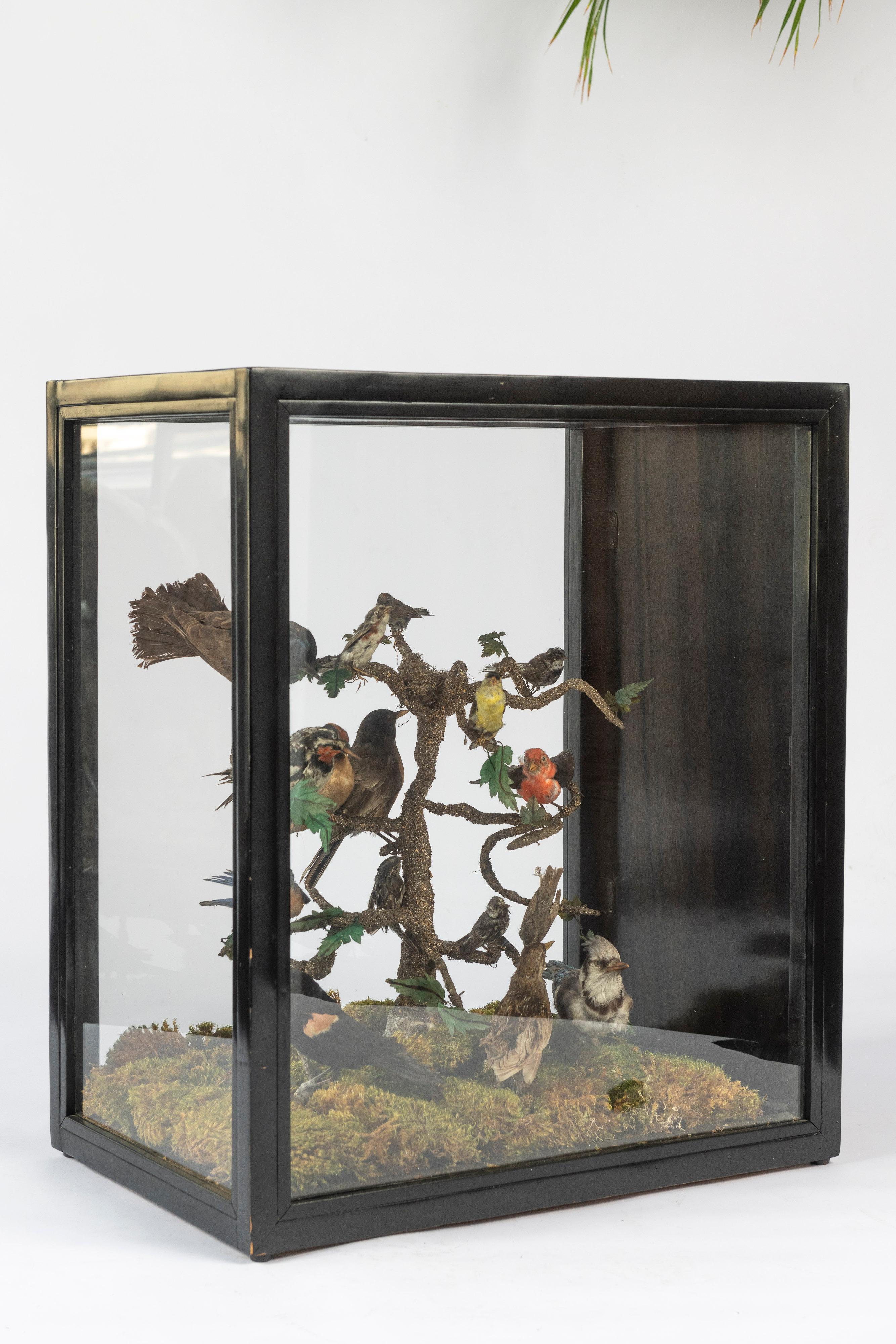 This 19th Century taxidermy showcase is not merely a historical artifact but a glimpse into the time when scientific discovery, natural history, and artistic expression converged in captivating displays of the natural world. The box contains 16