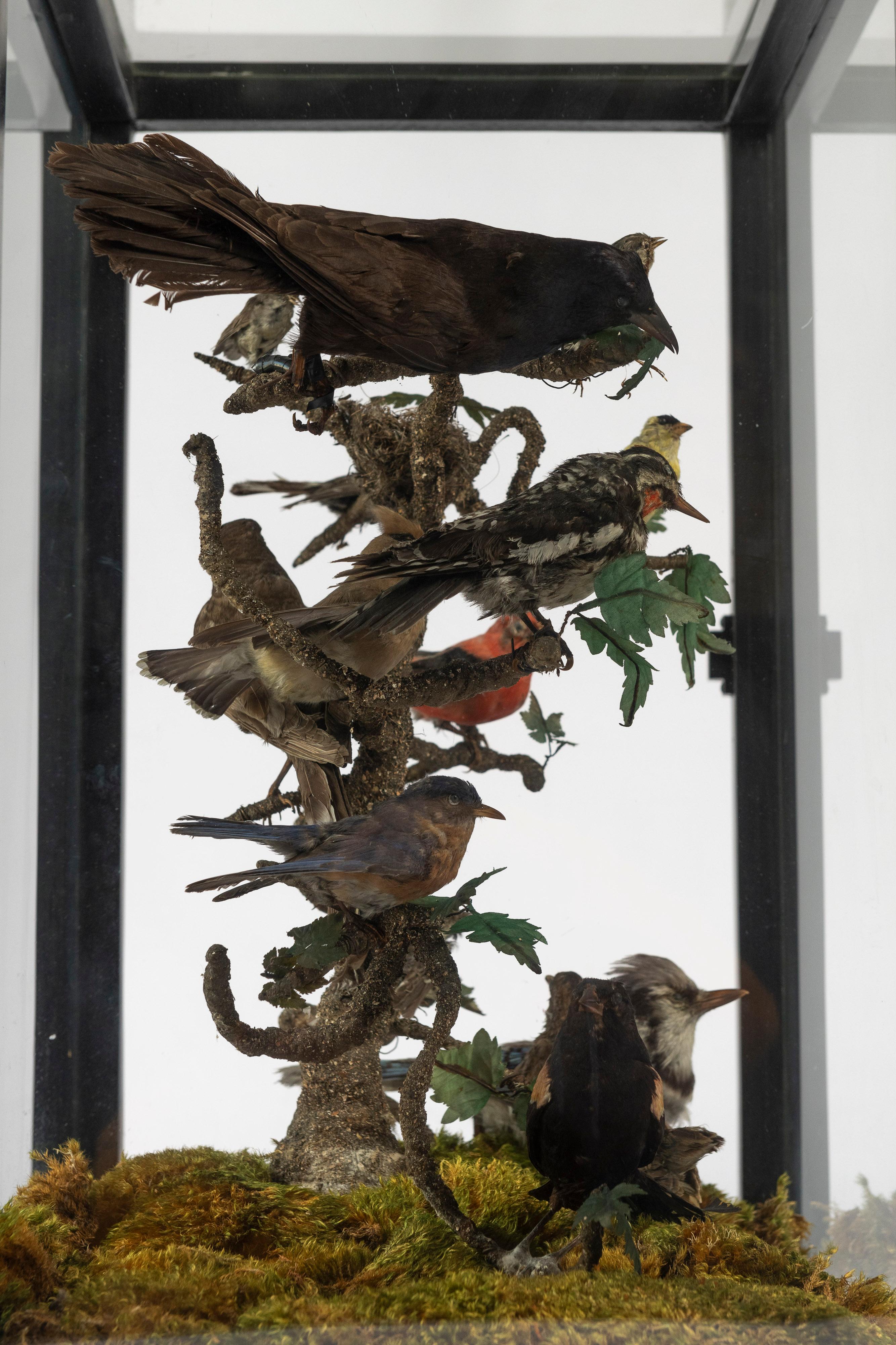 Britannique 19th Century Five Sided Taxidermy Glass Showcase of Sixteen Exquisite Birds en vente