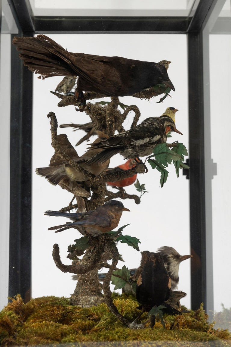 Vitrine en verre taxidermie du 19e siècle représentant seize oiseaux exquis  En vente sur 1stDibs