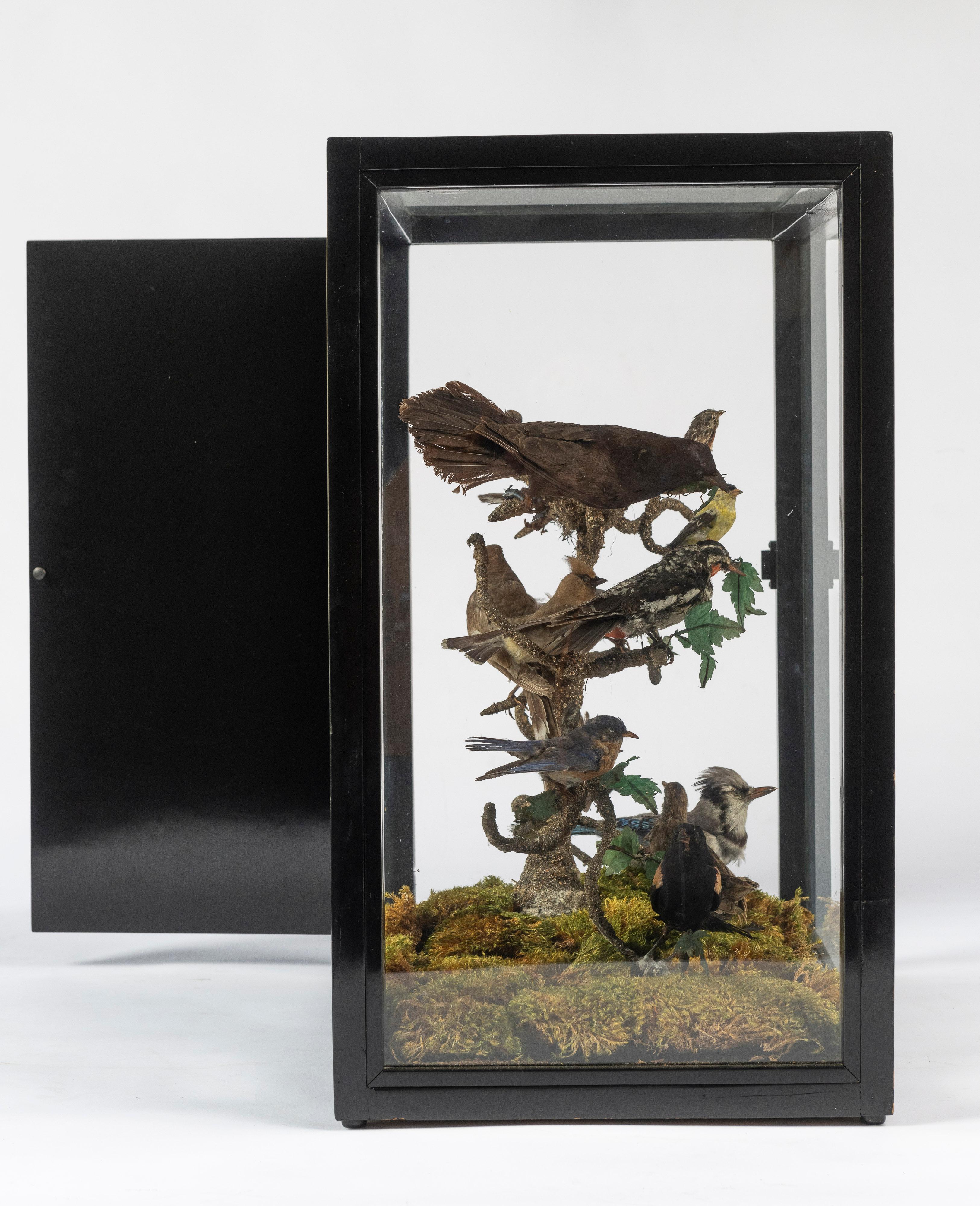 19th Century Five Sided Taxidermy Glass Showcase of Sixteen Exquisite Birds Bon état - En vente à San Francisco, CA