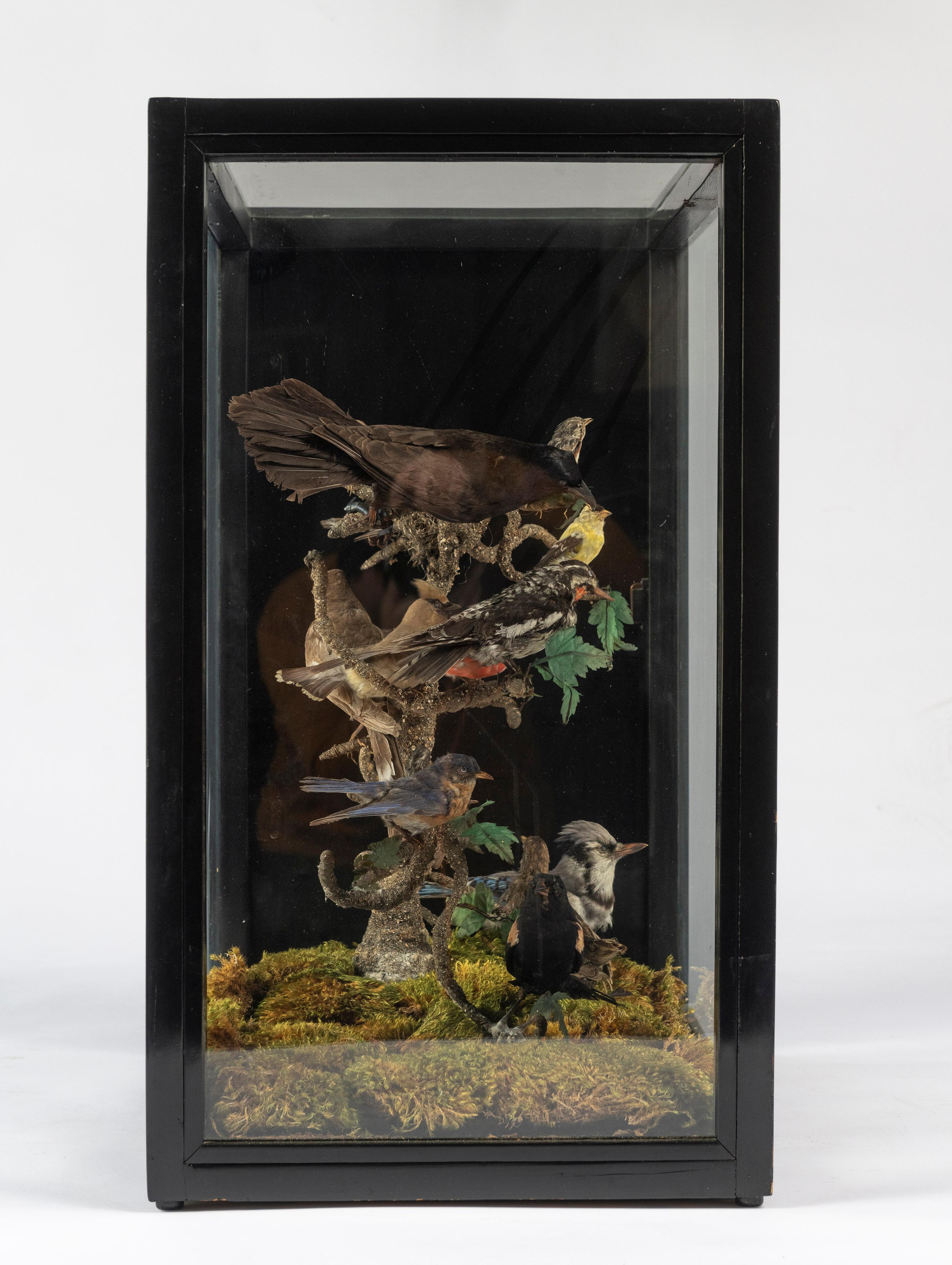 19th Century Five Sided Taxidermy Glass Showcase of Sixteen Exquisite Birds For Sale 1
