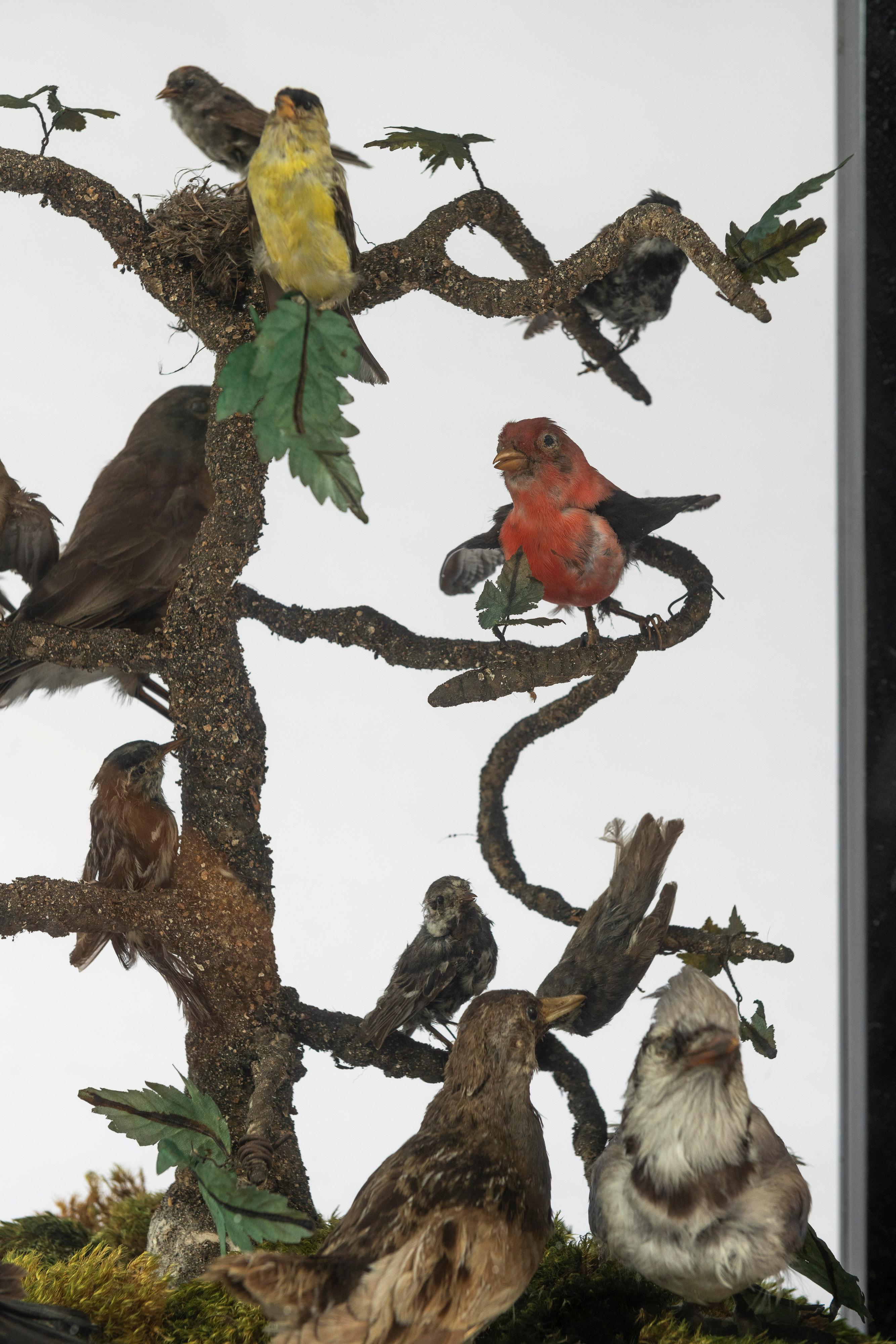 Verre 19th Century Five Sided Taxidermy Glass Showcase of Sixteen Exquisite Birds en vente