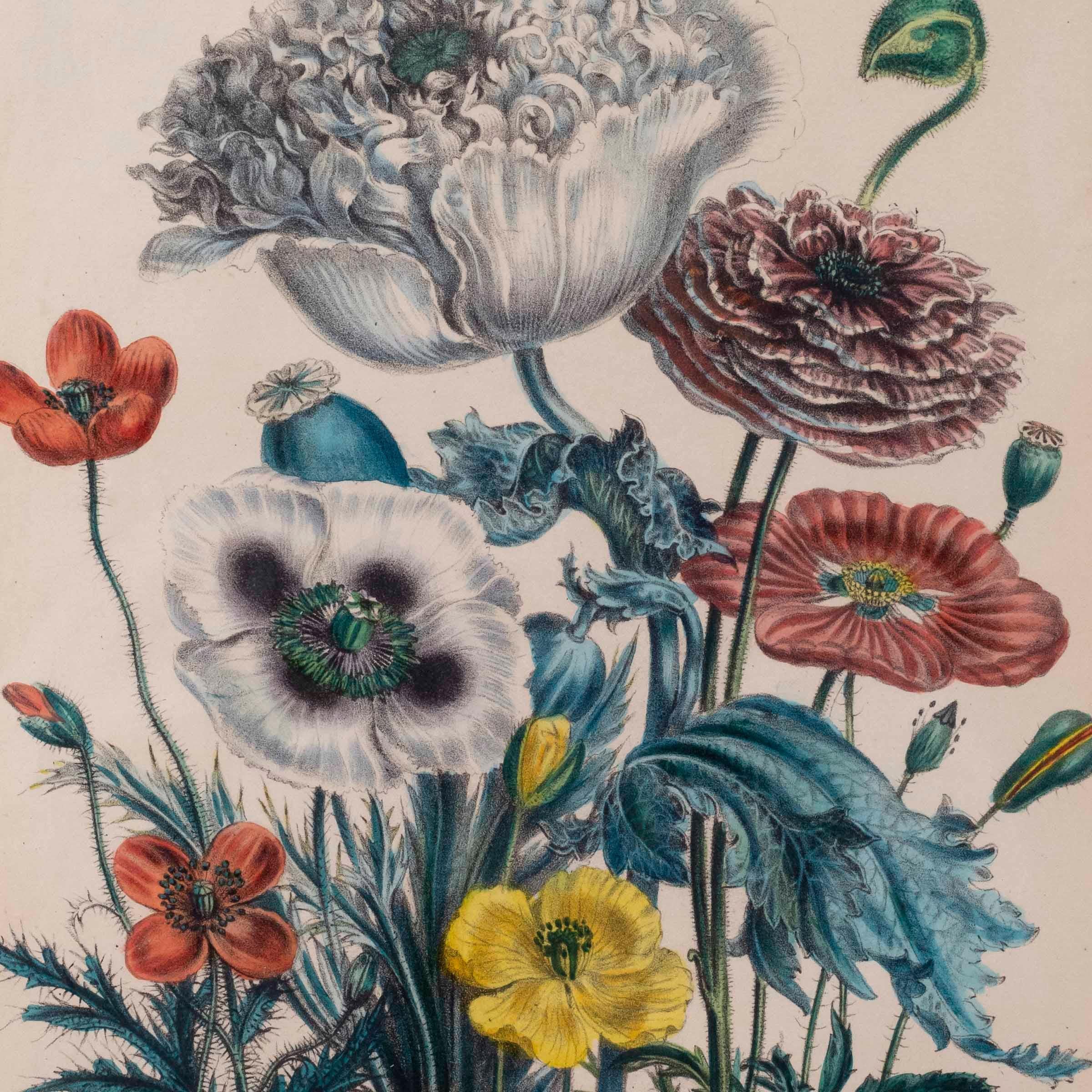 Blumengravur des 19. Jahrhunderts nach Jane Webb Loudon (Englisch) im Angebot
