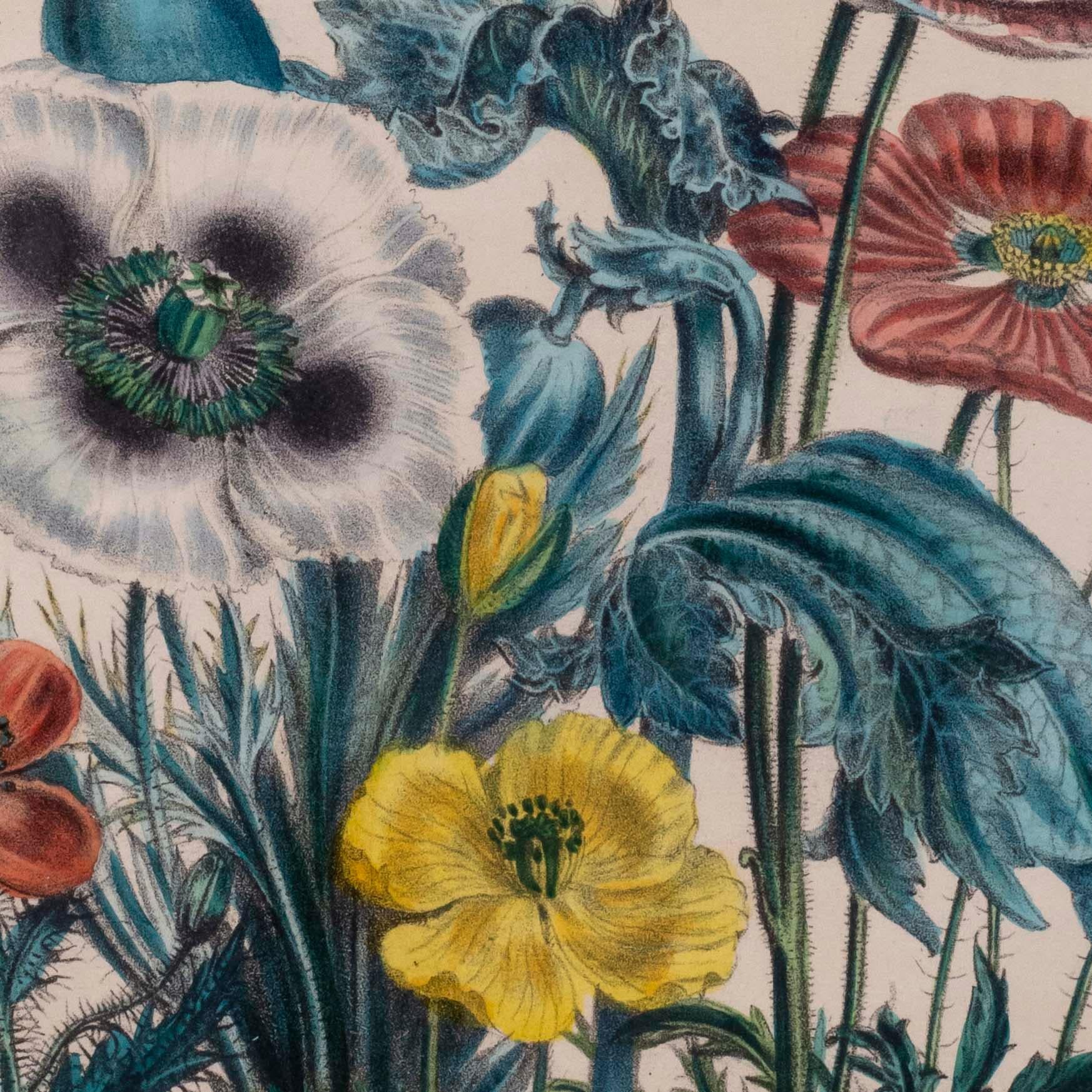 Blumengravur des 19. Jahrhunderts nach Jane Webb Loudon im Zustand „Gut“ im Angebot in Richmond, London