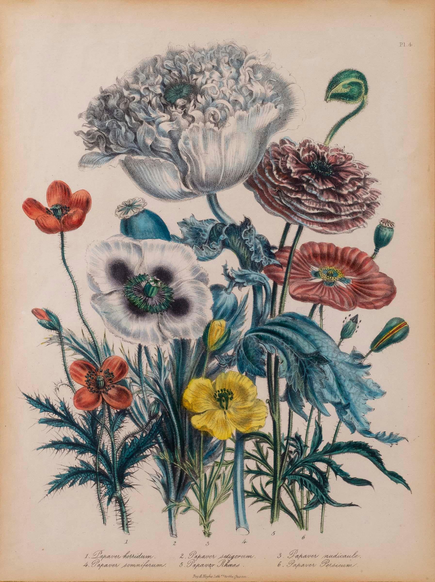 Blumengravur des 19. Jahrhunderts nach Jane Webb Loudon (Papier) im Angebot