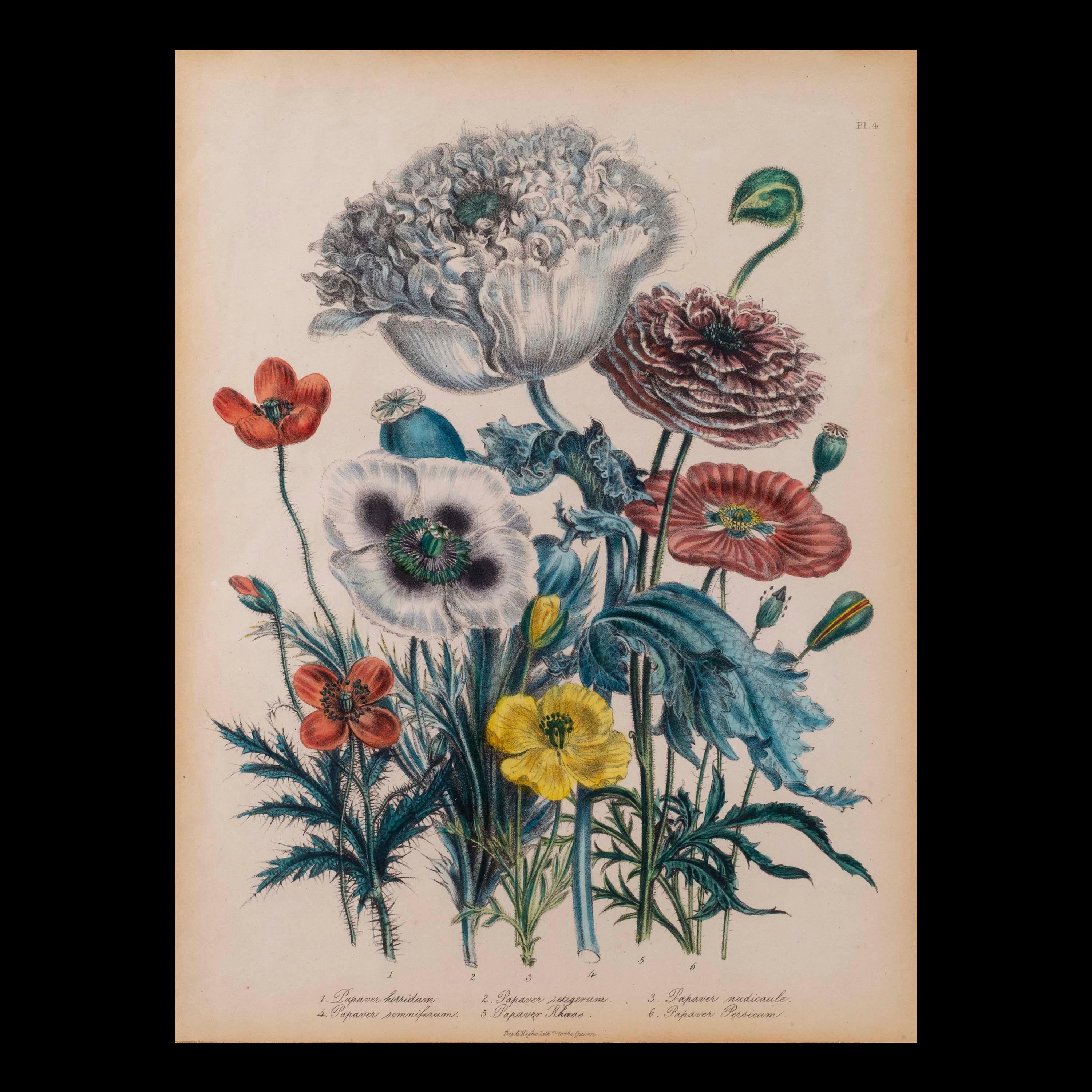 Paper 19th Century Floral Engraving After Jane Webb Loudon For Sale
