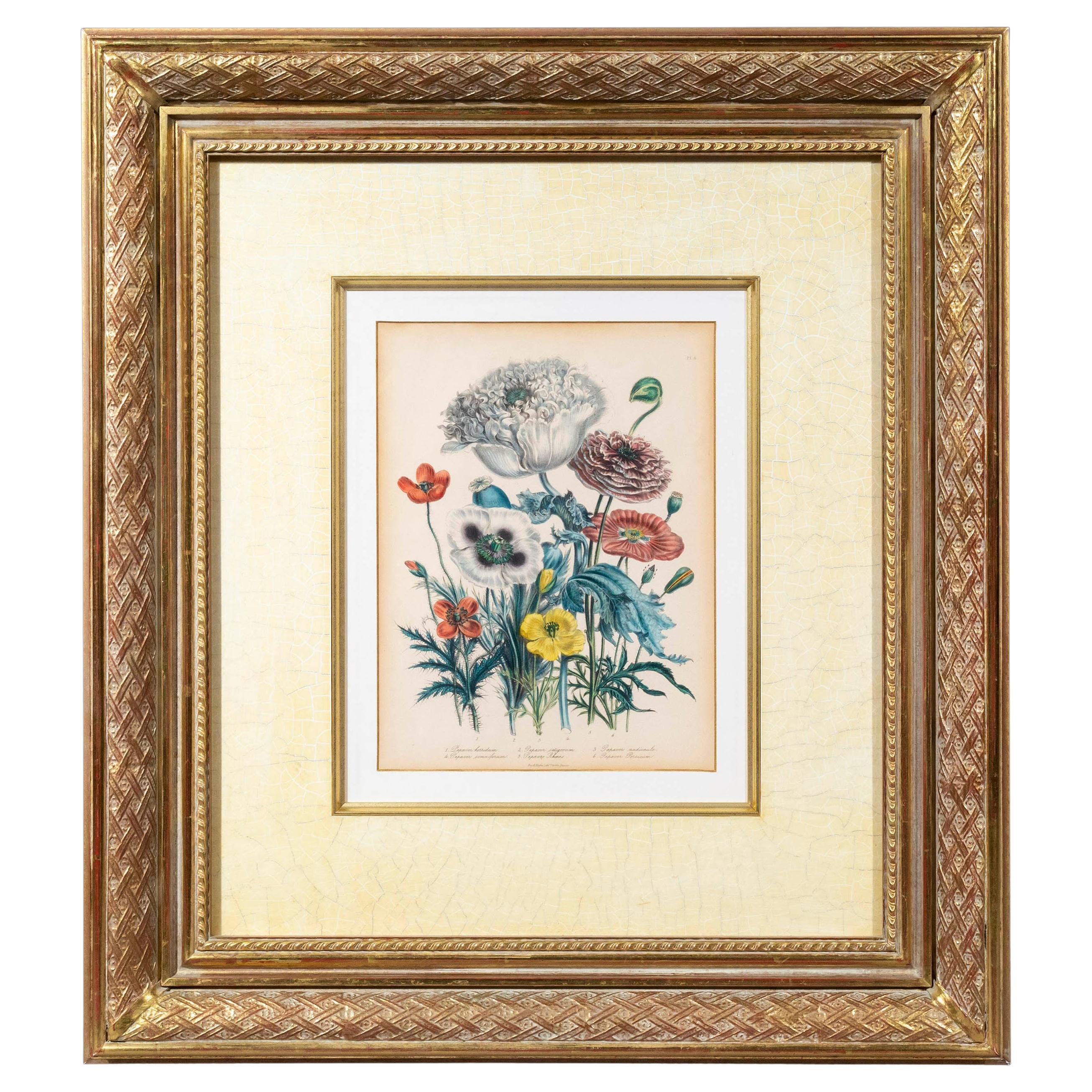 19th Century Floral Engraving After Jane Webb Loudon For Sale