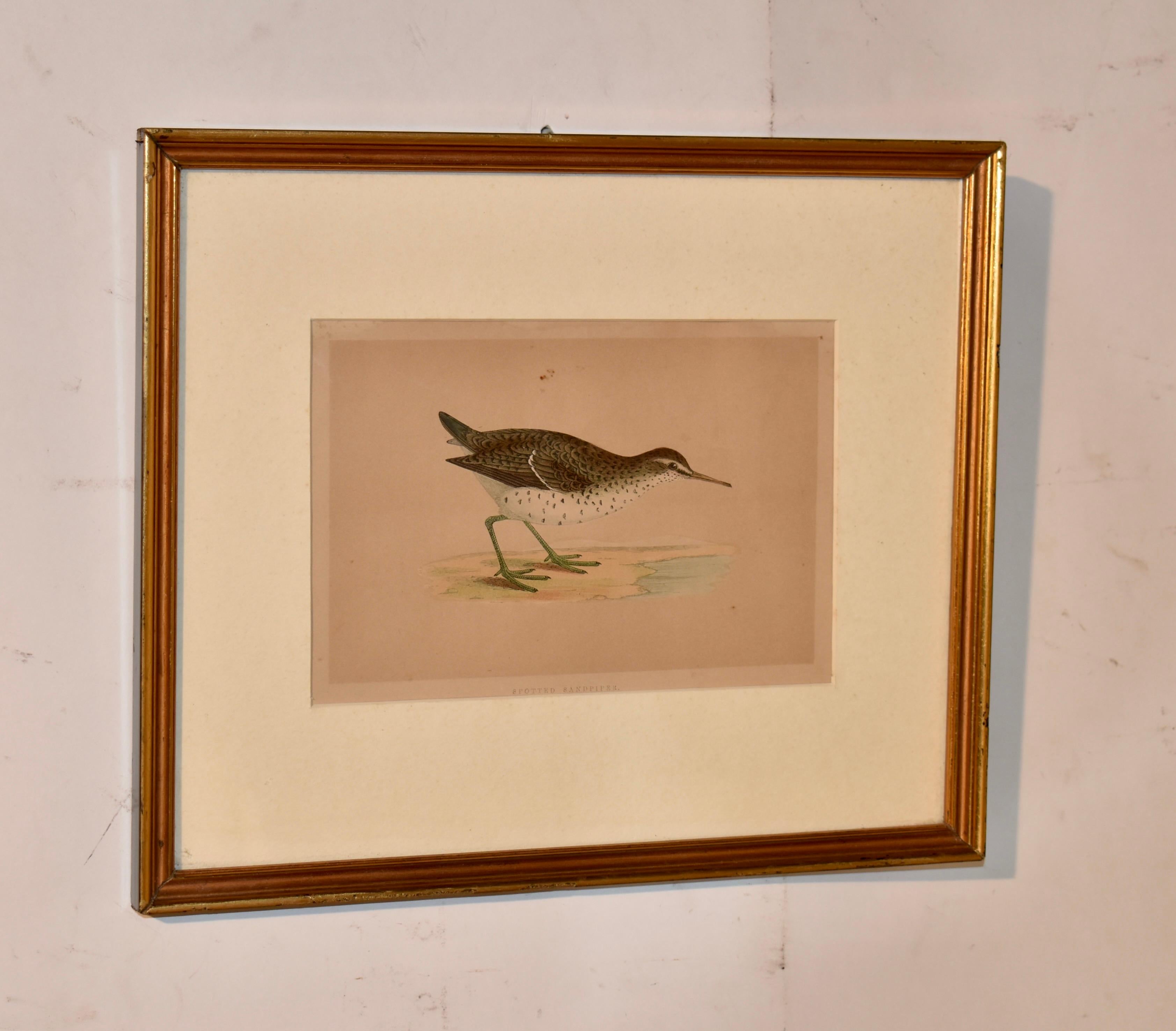 Gravure sur cuivre du milieu du 19e siècle, colorée à la main, représentant un bécasseau tacheté.  Celle-ci provient de sa collection d'oiseaux britanniques.  