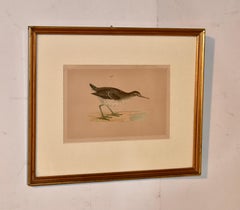 19th Century F.O. Morris Engraving of a Spotted Sandpiper