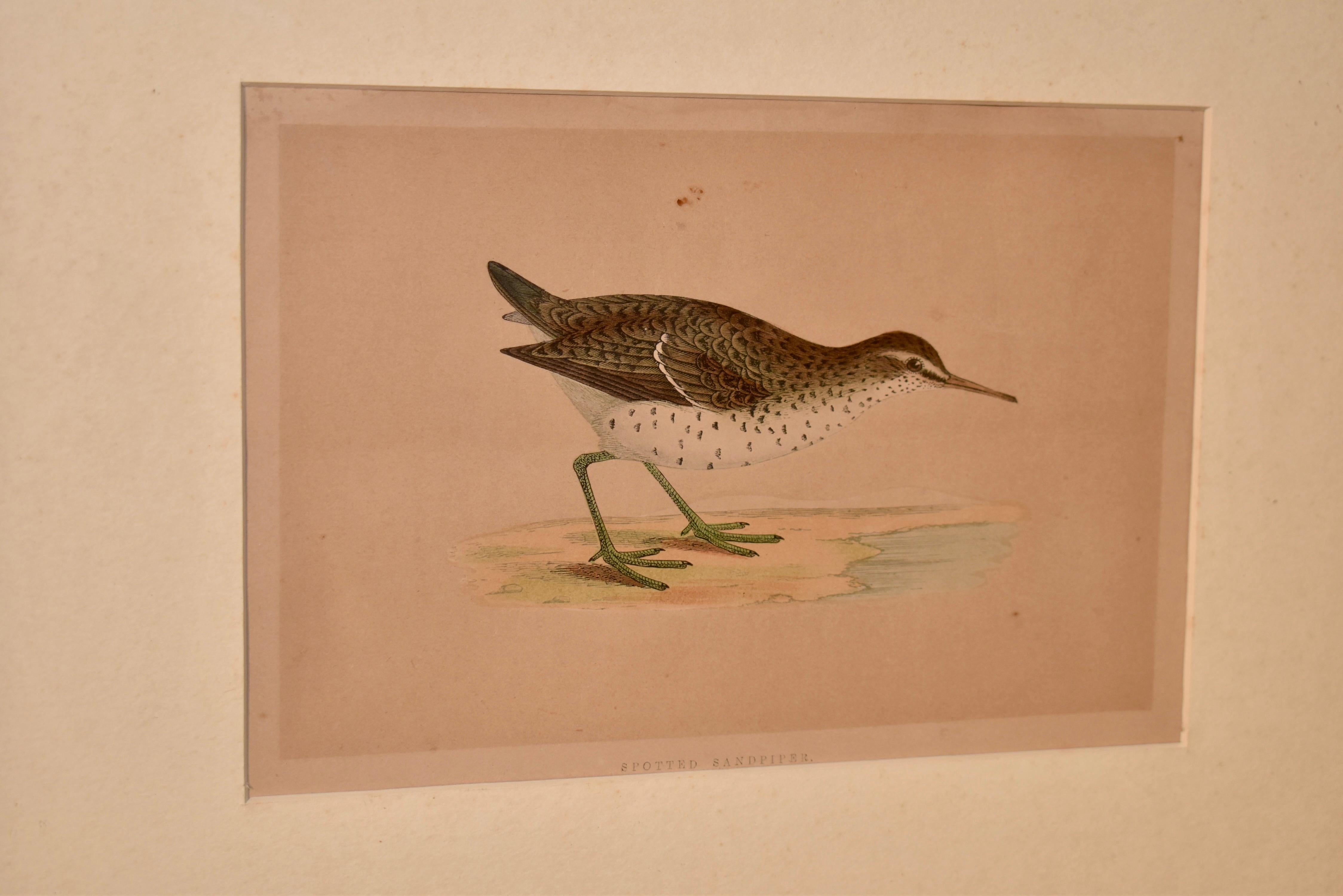 Victorien 19e siècle F.O. Gravure de Morris d'un chercheur de sable tacheté en vente