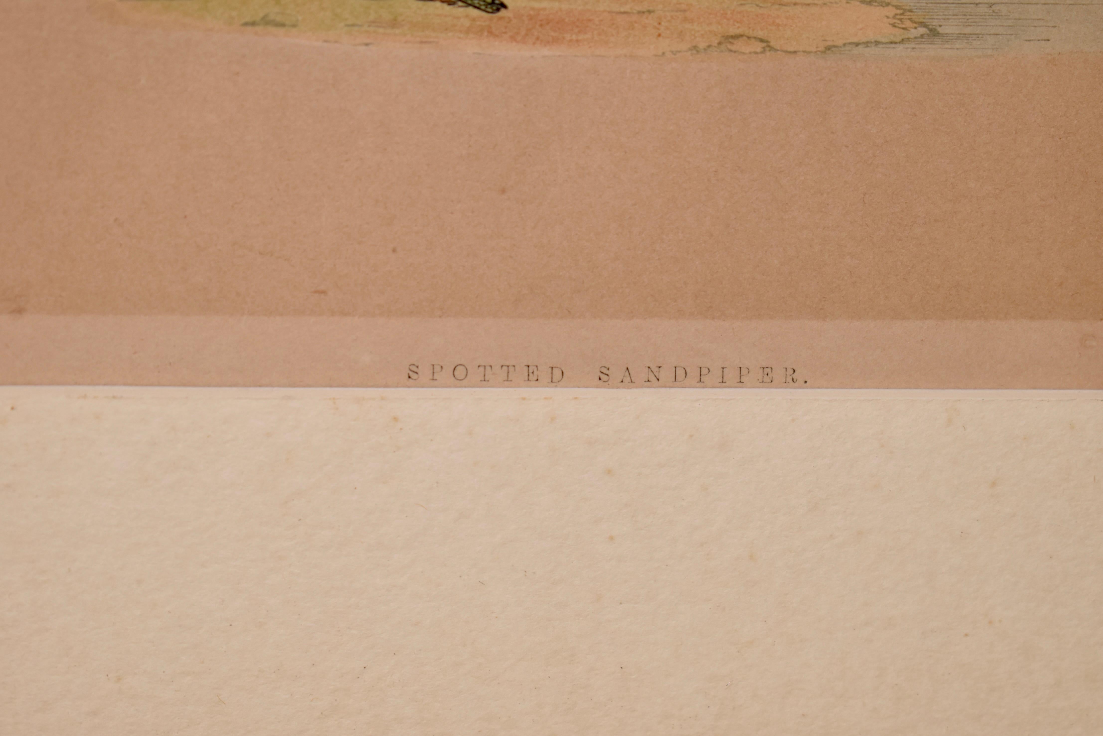 Anglais 19e siècle F.O. Gravure de Morris d'un chercheur de sable tacheté en vente