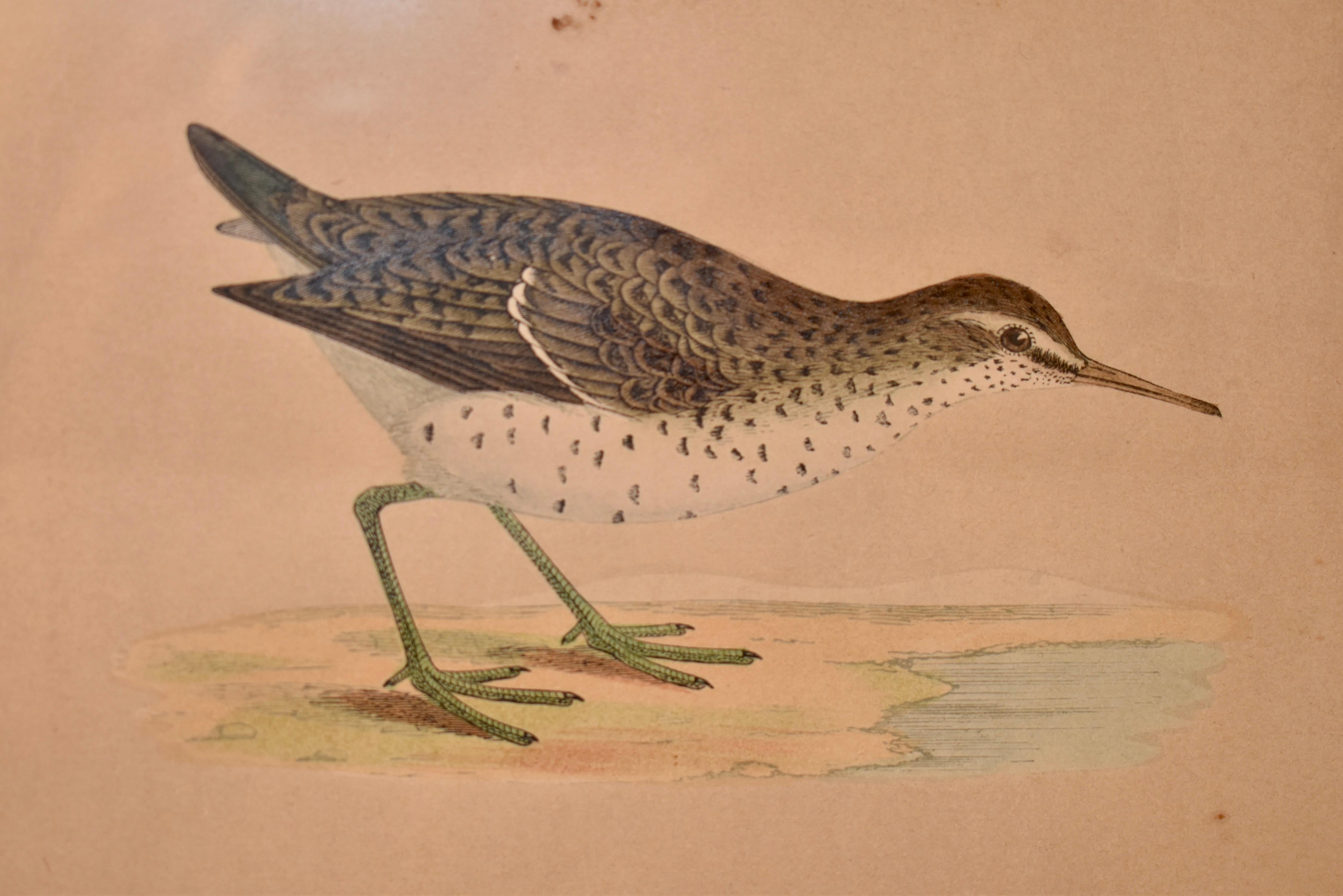 19e siècle F.O. Gravure de Morris d'un chercheur de sable tacheté Bon état - En vente à High Point, NC