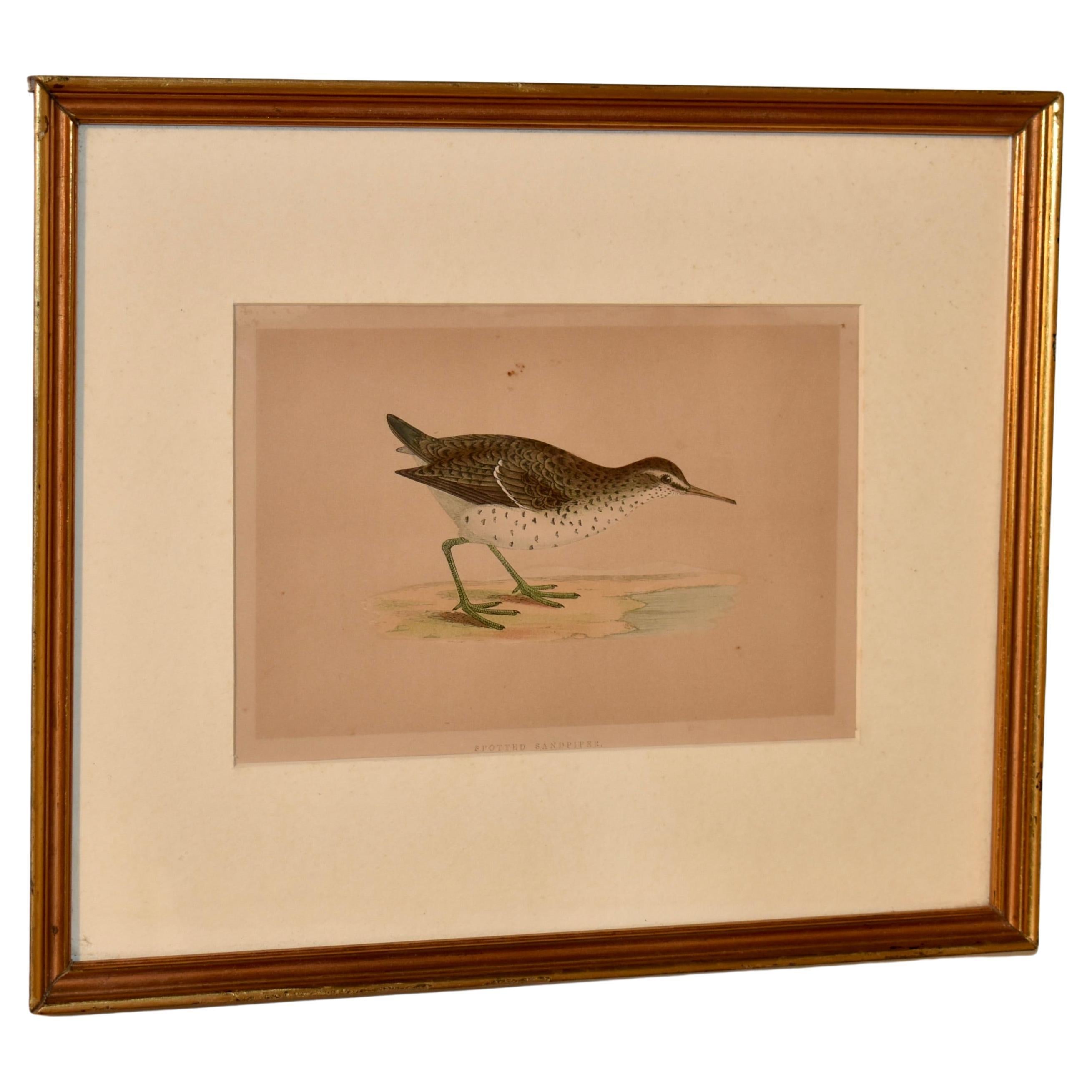 19th Century F.O. Morris Engraving of a Spotted Sandpiper