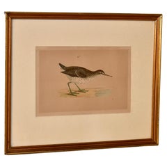 19e siècle F.O. Gravure de Morris d'un chercheur de sable tacheté