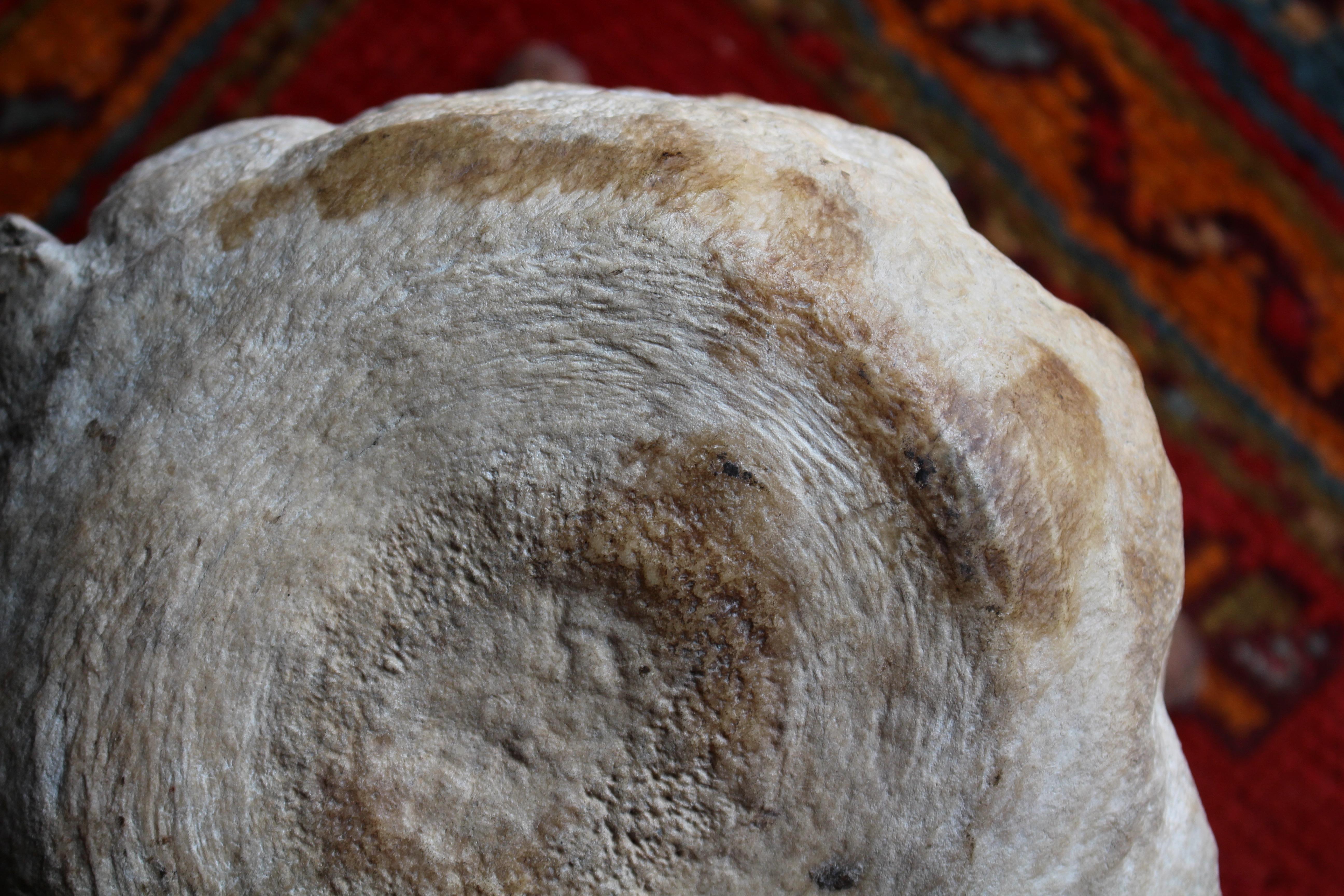 Taxidermie de tabouret de pied vernaculaire à vertèbres fossilisées du 19e siècle en vente 4