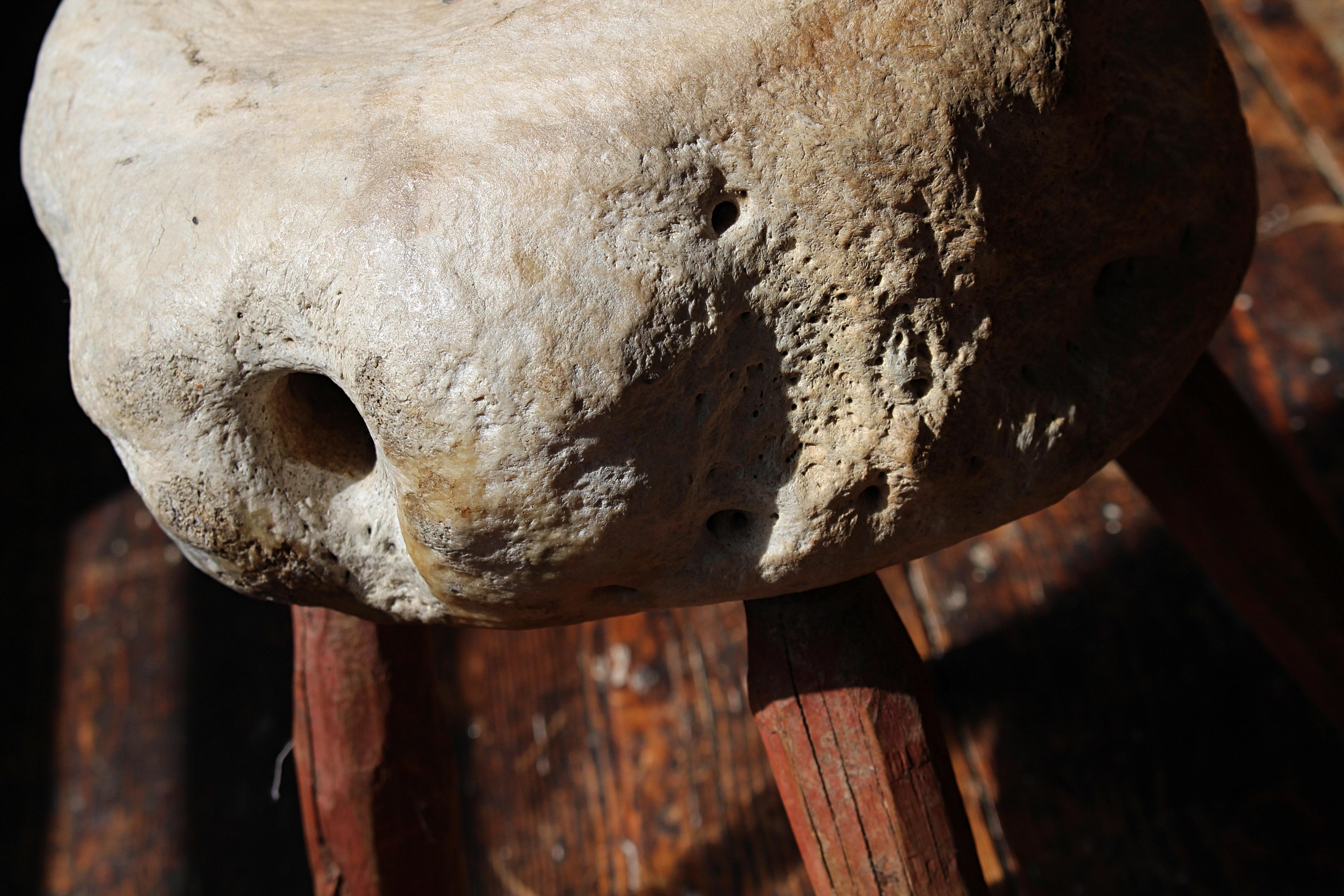 Taxidermie de tabouret de pied vernaculaire à vertèbres fossilisées du 19e siècle Bon état - En vente à Lowestoft, GB