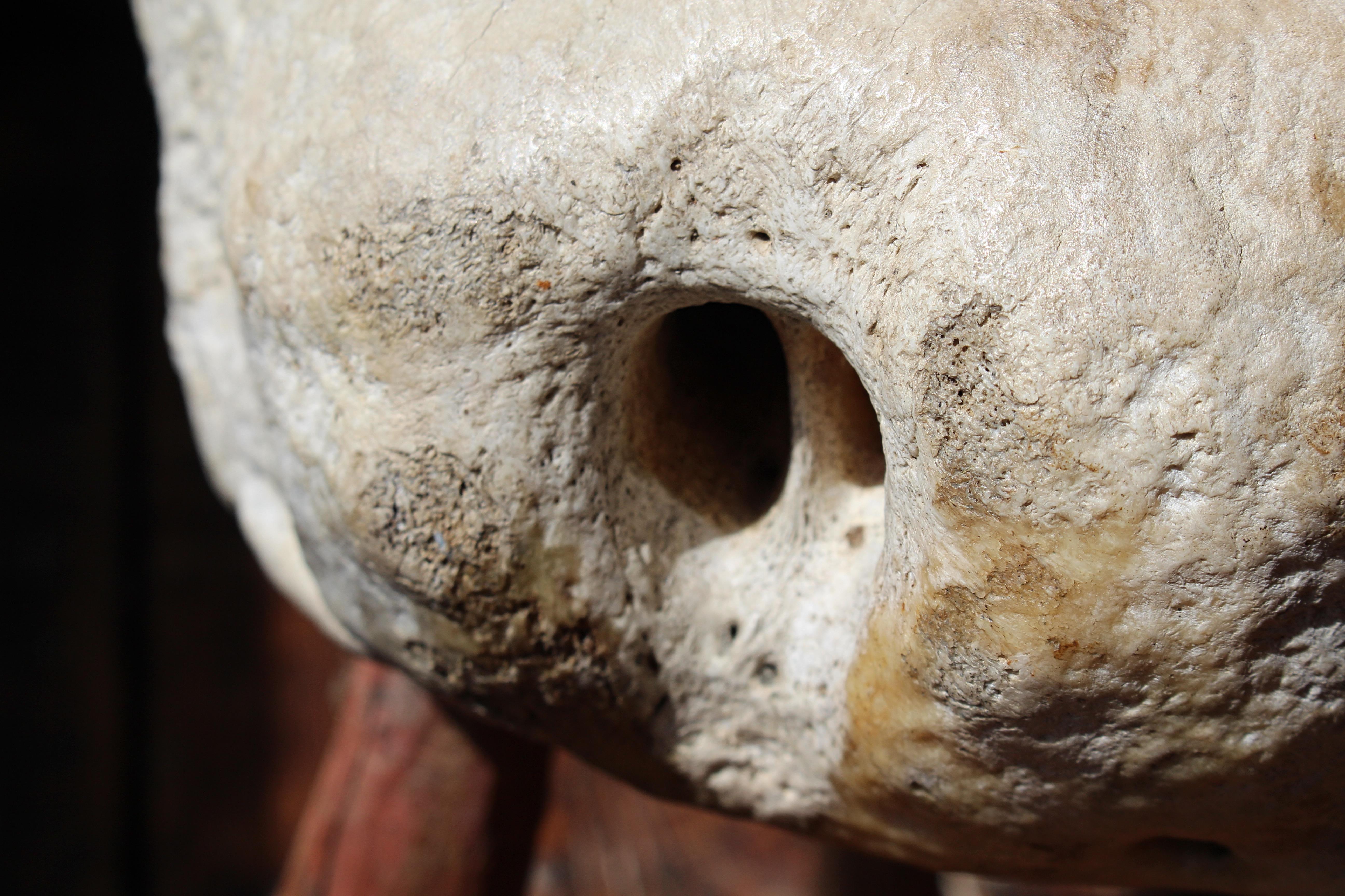 XIXe siècle Taxidermie de tabouret de pied vernaculaire à vertèbres fossilisées du 19e siècle en vente