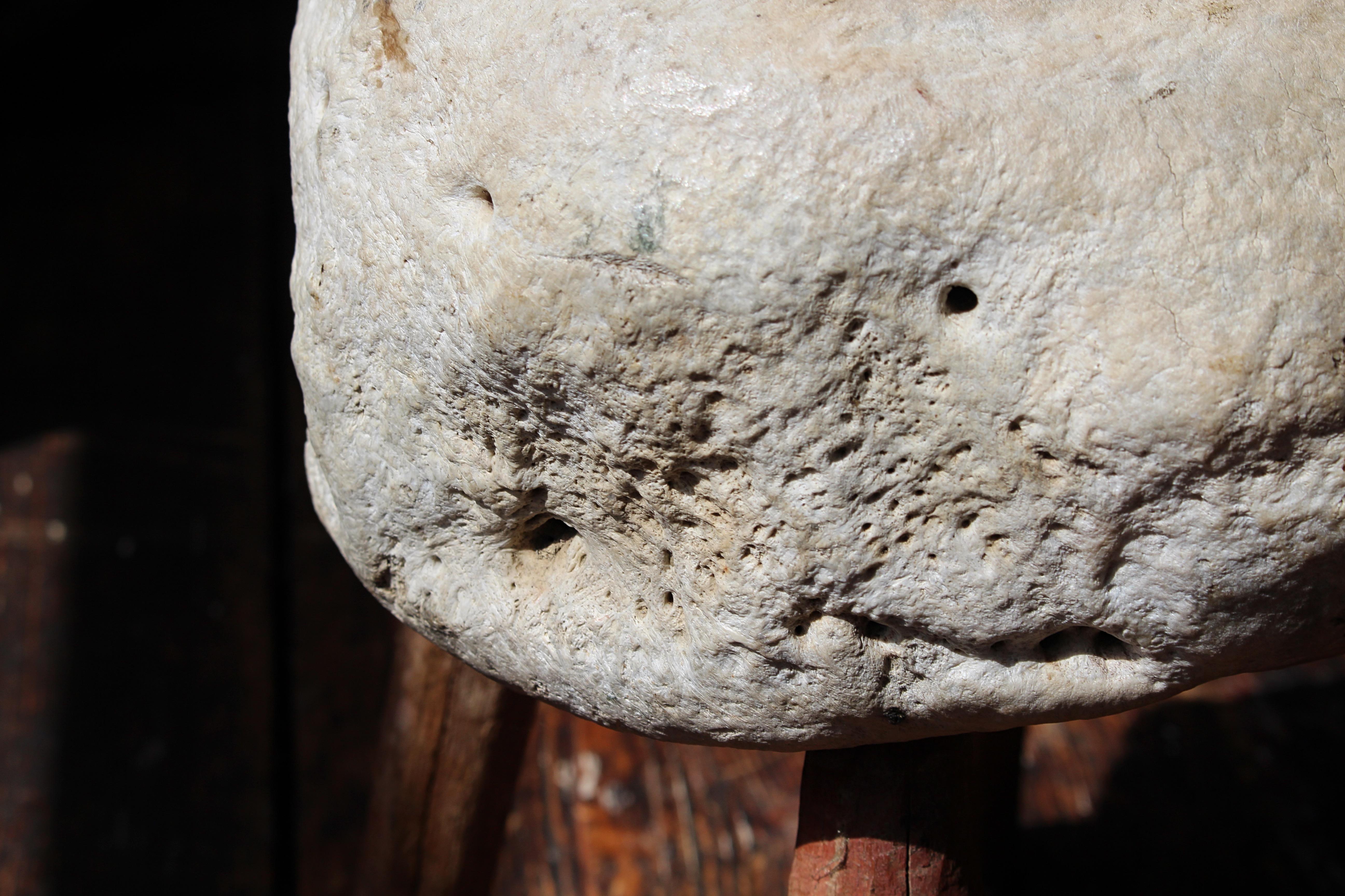 Fibre naturelle Taxidermie de tabouret de pied vernaculaire à vertèbres fossilisées du 19e siècle en vente