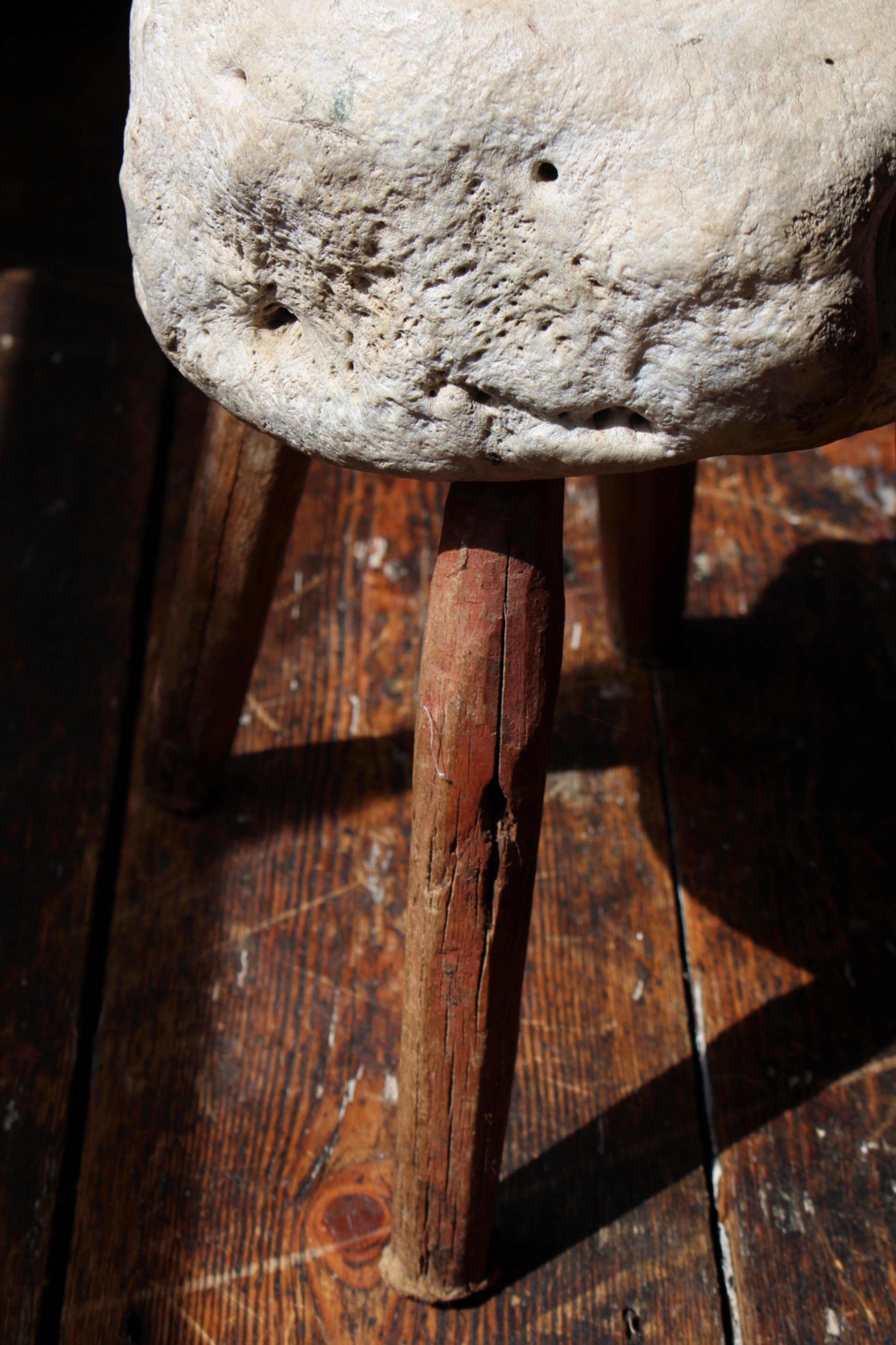Taxidermie de tabouret de pied vernaculaire à vertèbres fossilisées du 19e siècle en vente 1