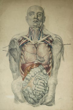 19th Century Framed Anatomical Lithograph