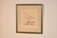 19th Century Framed Engraving of an Ivory Gull